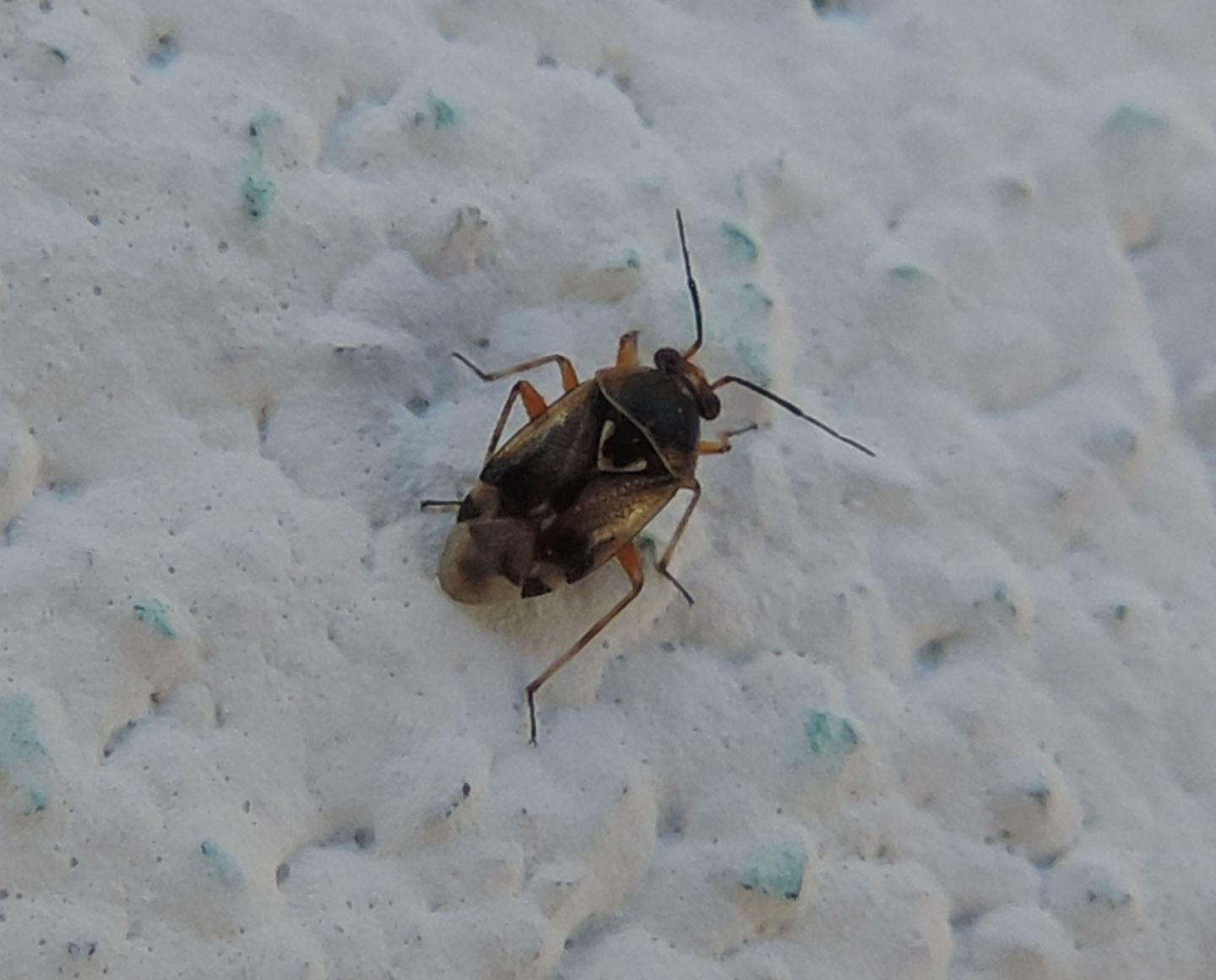 Miridae: Deraeocoris serenus ?   S !