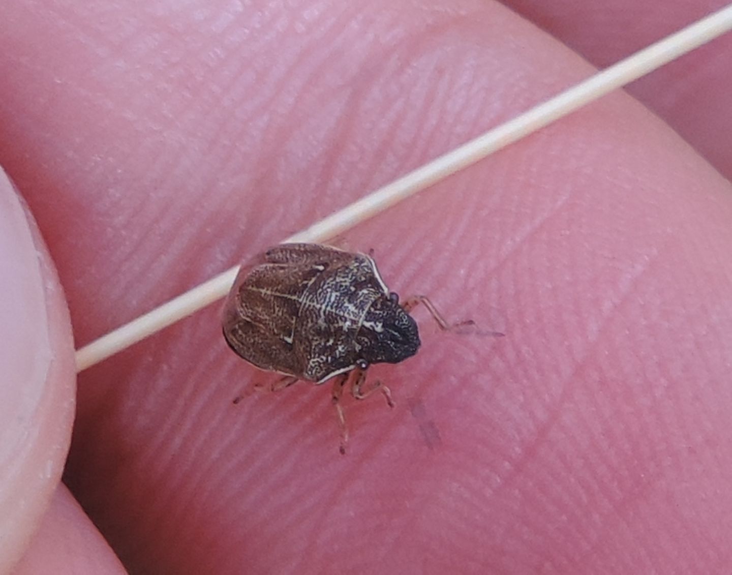 Pentatomidae: Neottiglossa pusilla