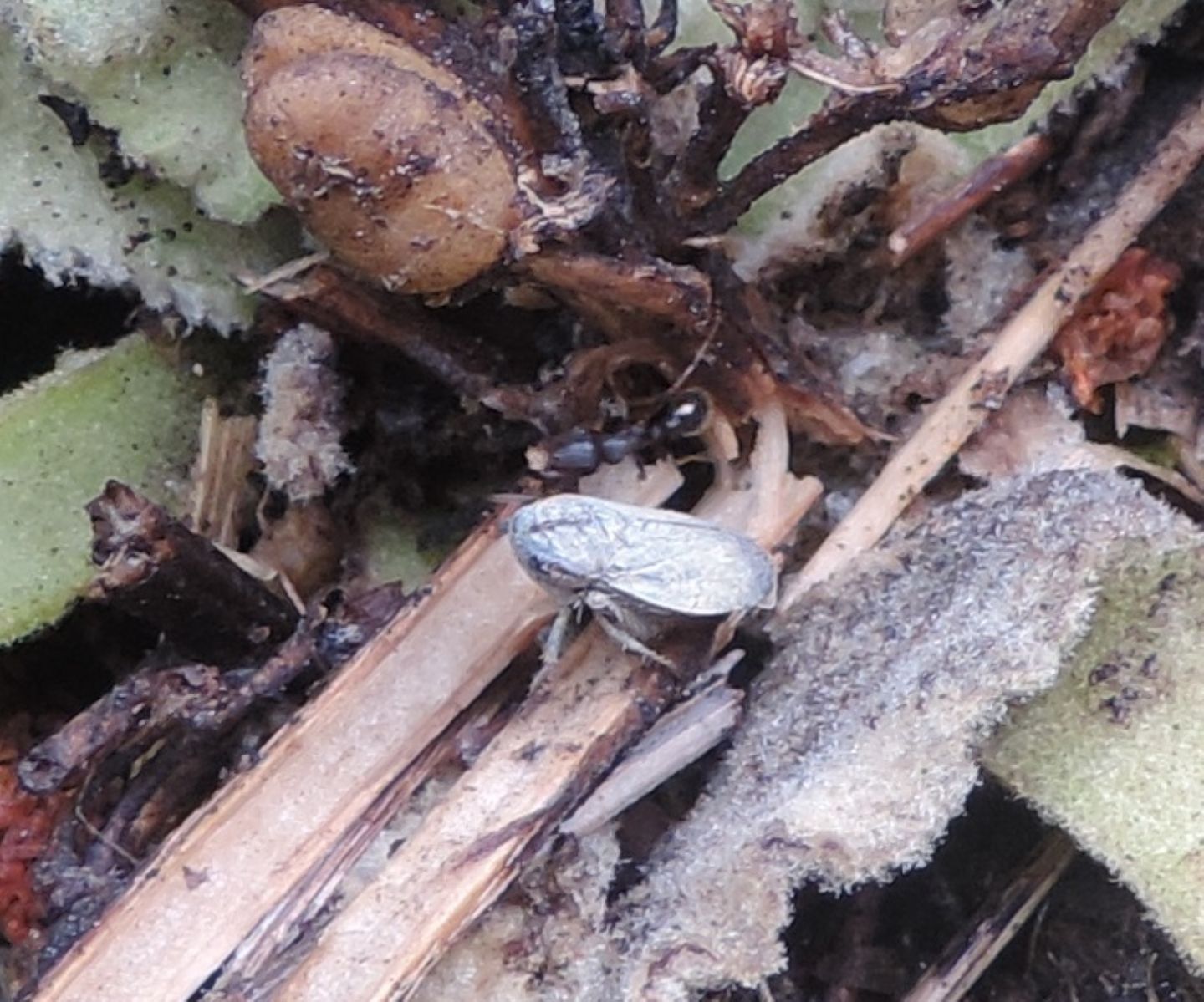 Cicadellidae:  Selenocephalus? No,  Goniagnathus brevis