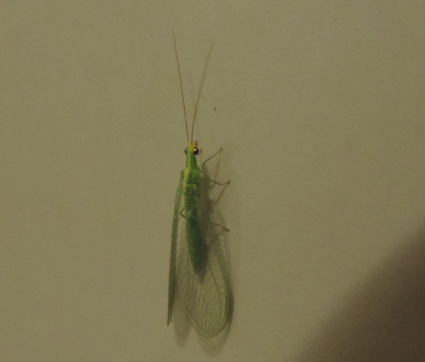 Chrysopidae francese:  Chrysoperla sp.