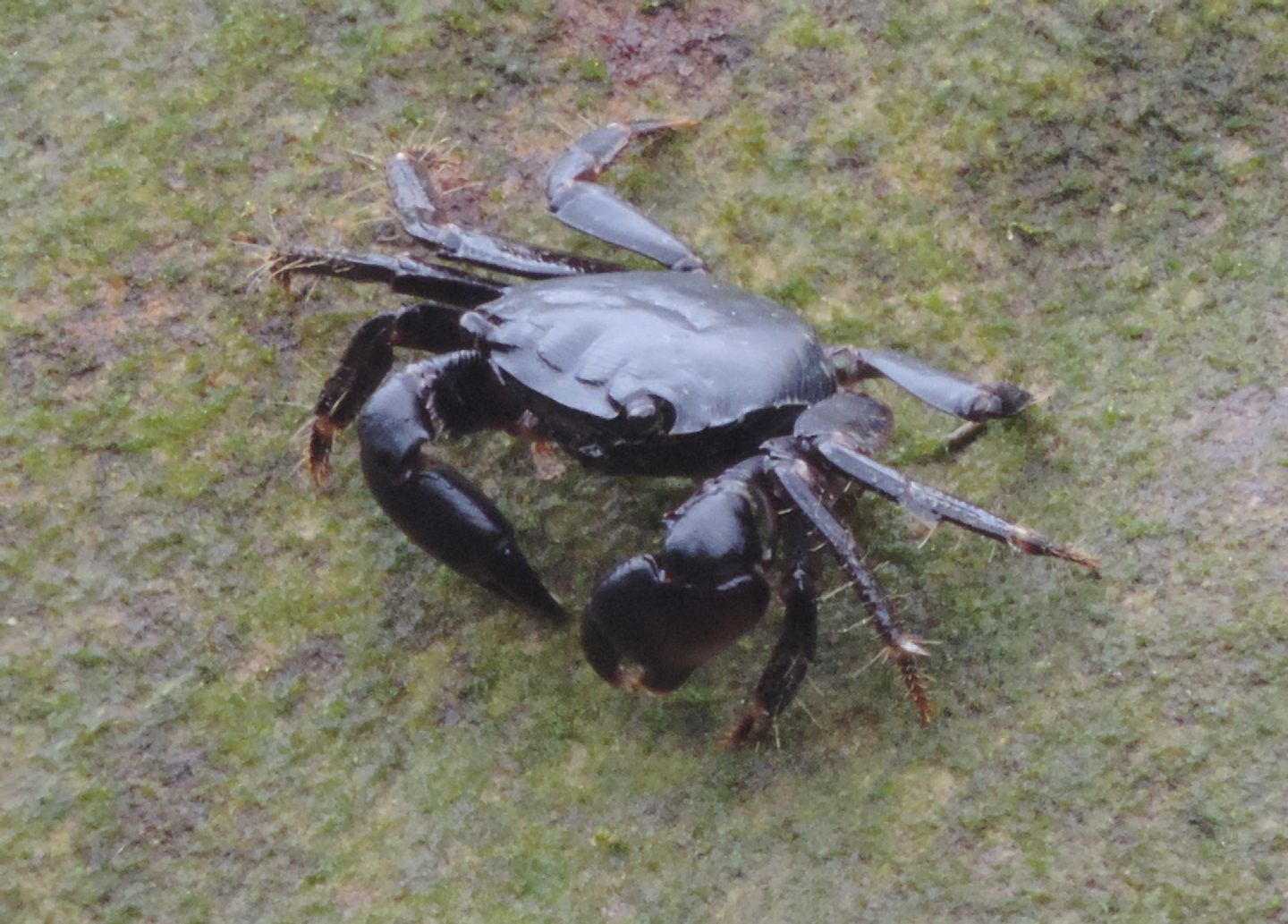 Granchi atlantici da identificare