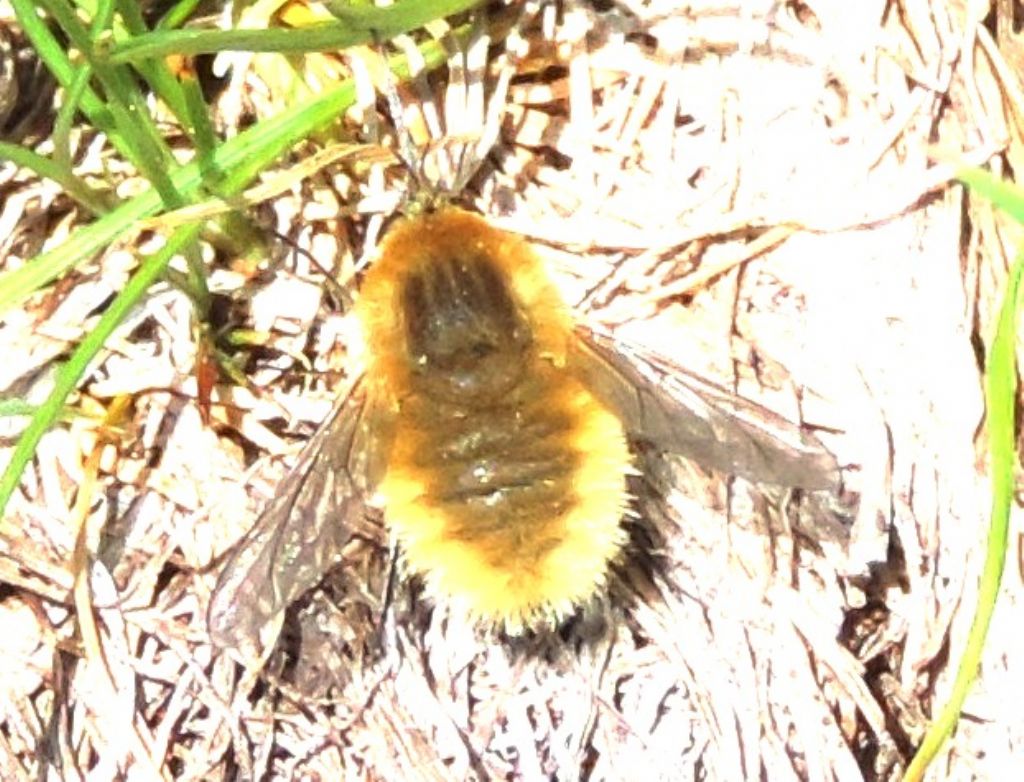 Bombyliidae d''alta quota:  Systoechus sp.