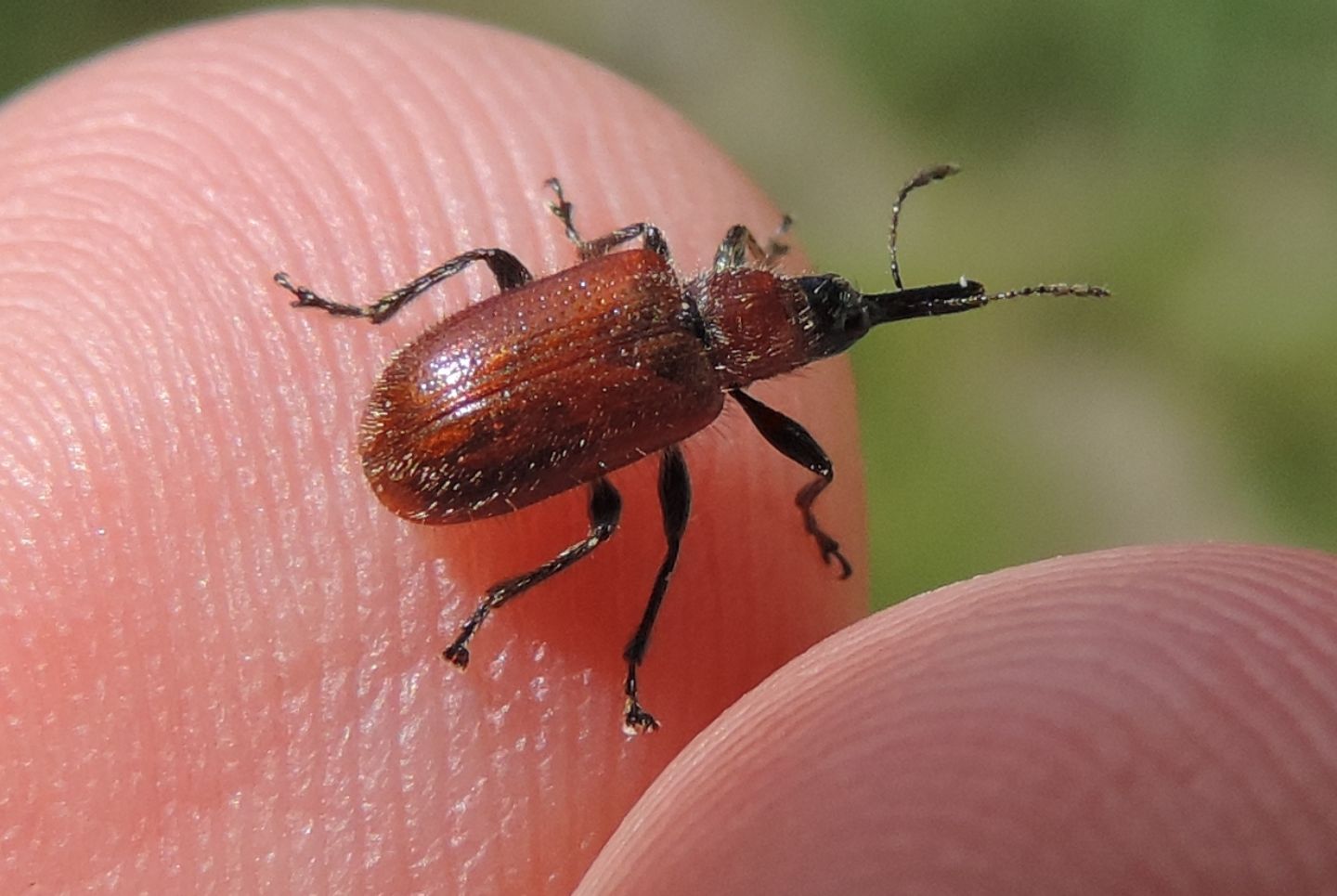 Rhynchitidae: Lasiorhynchites coeruleocephalus?  S !