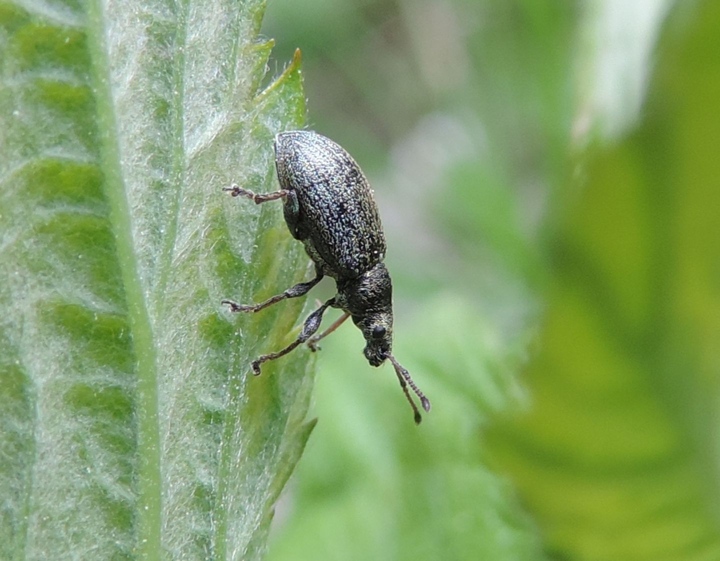 Curculionidae: ancora Polydrusus?  No, Phyllobius pyri