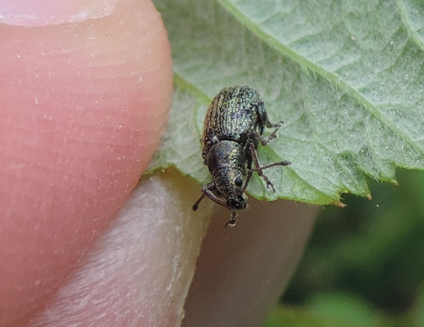 Curculionidae: ancora Polydrusus?  No, Phyllobius pyri