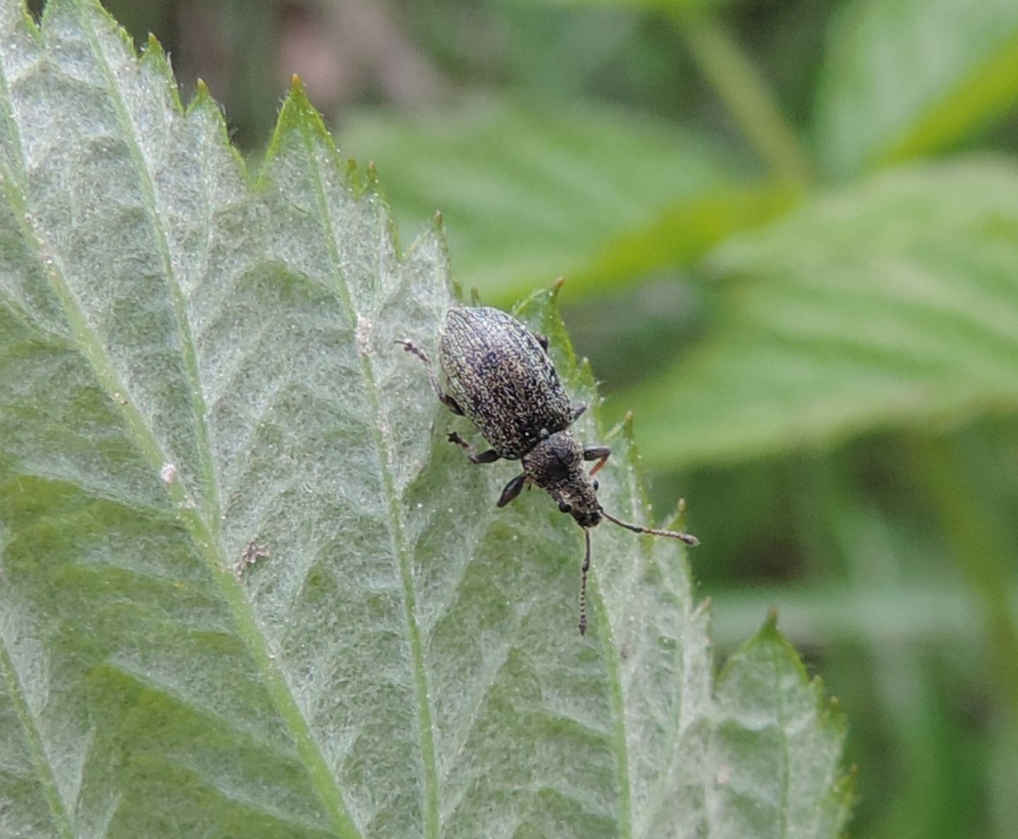 Curculionidae: ancora Polydrusus?  No, Phyllobius pyri