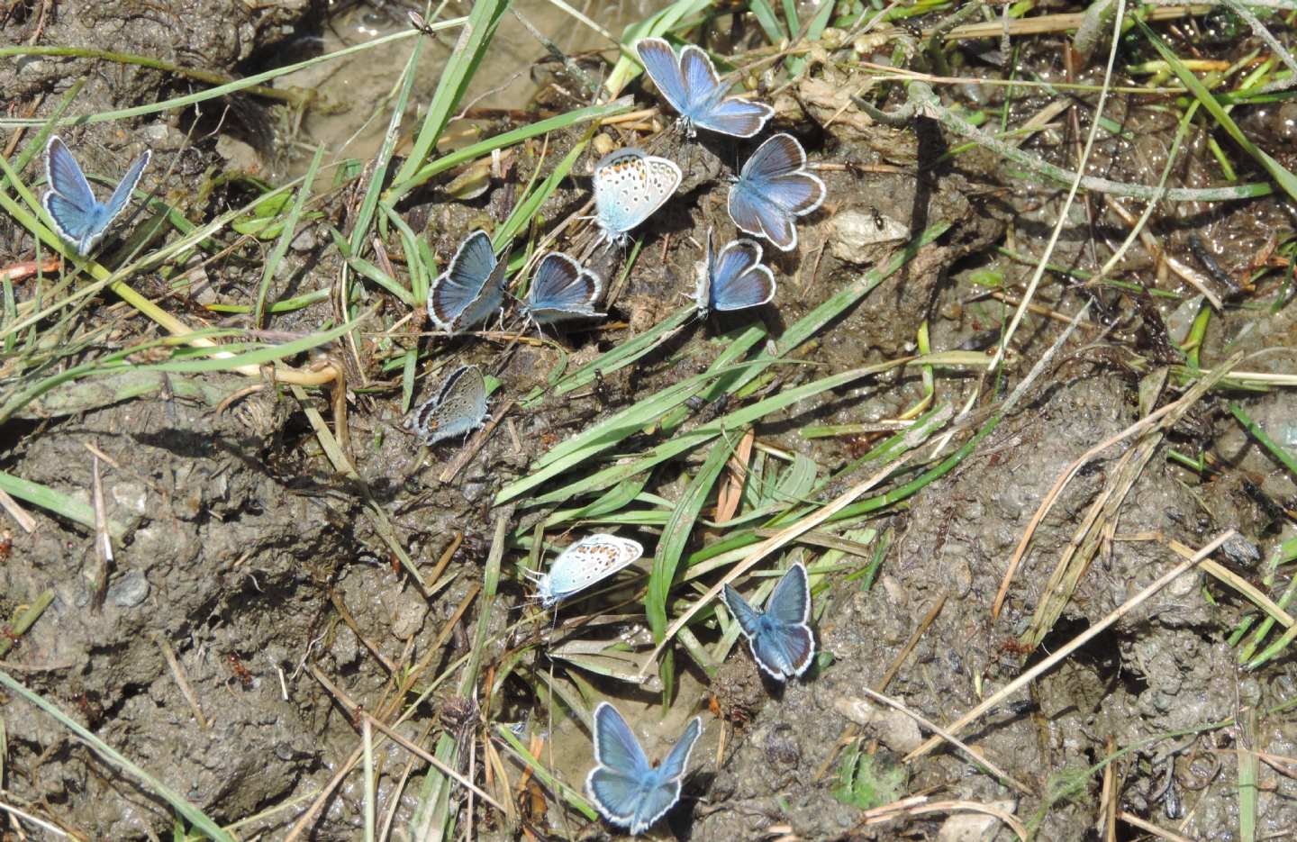 Plebejus argus?  S !