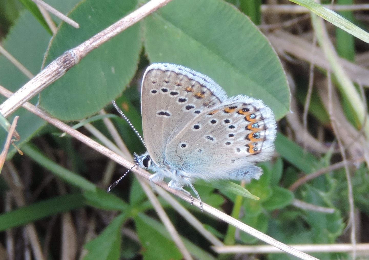 Plebejus argus?  S !