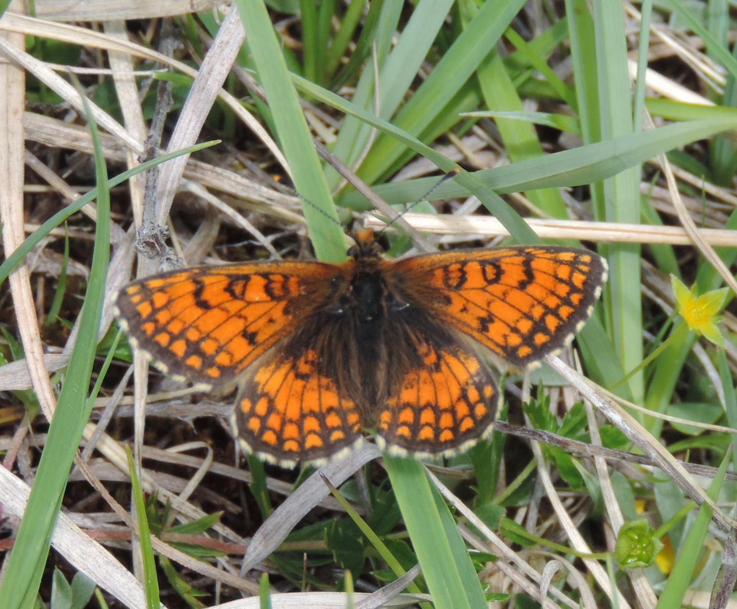 Melitaea varia?  S !