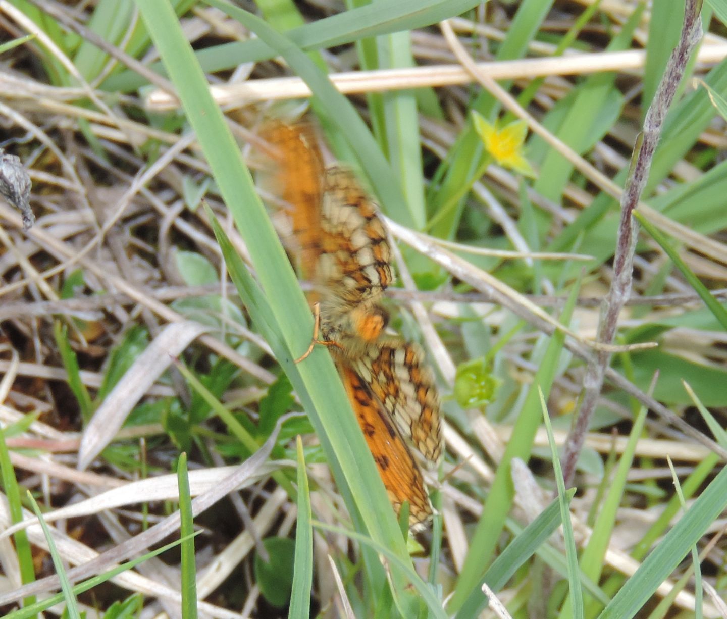 Melitaea varia?  S !