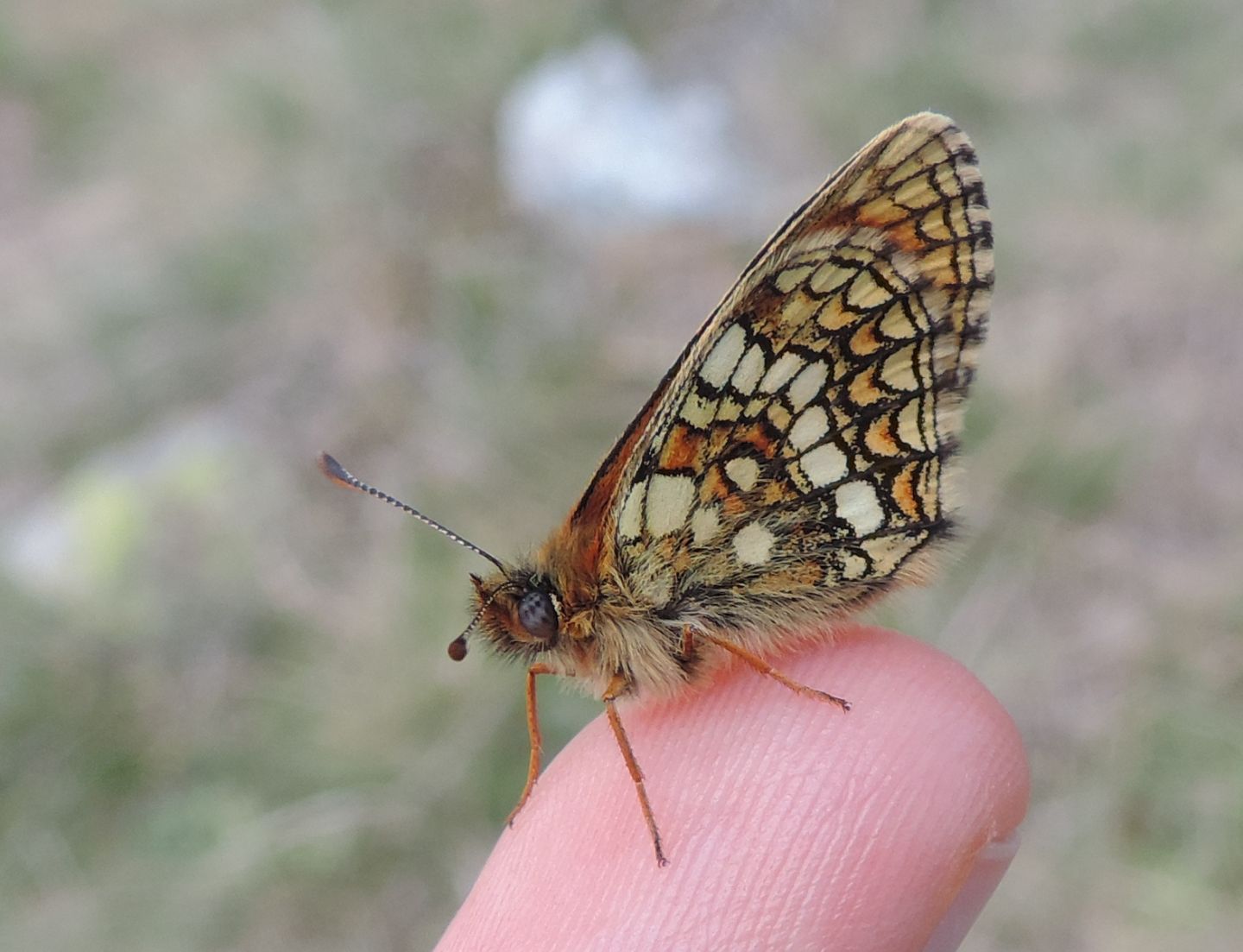 Melitaea varia?  S !