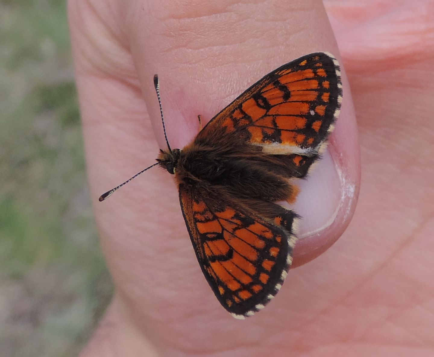 Melitaea varia?  S !