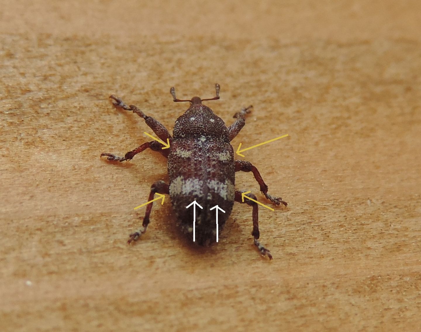 Curculionidae: Pissodes castaneus? Sì, a confronto con P. validirostris