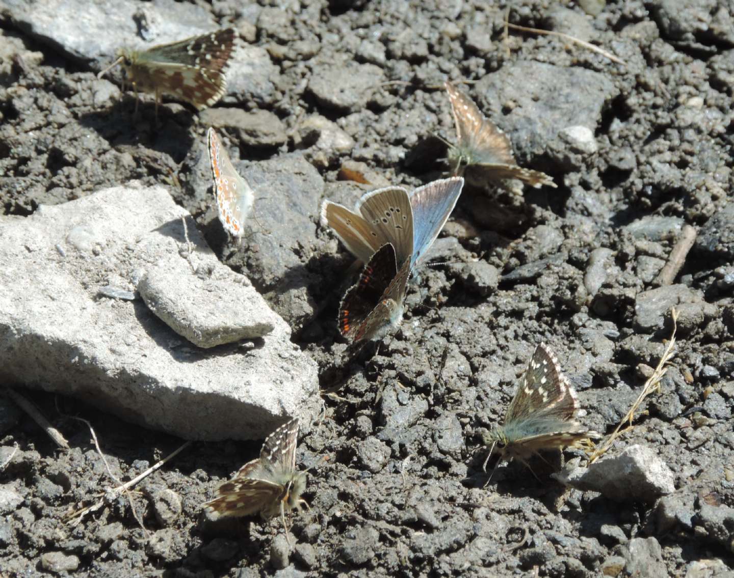 Lycaeidae:Polyommatus (damon e coridon)e Aricia allous e Hespriidae: Pyrgus cfr.carlinae