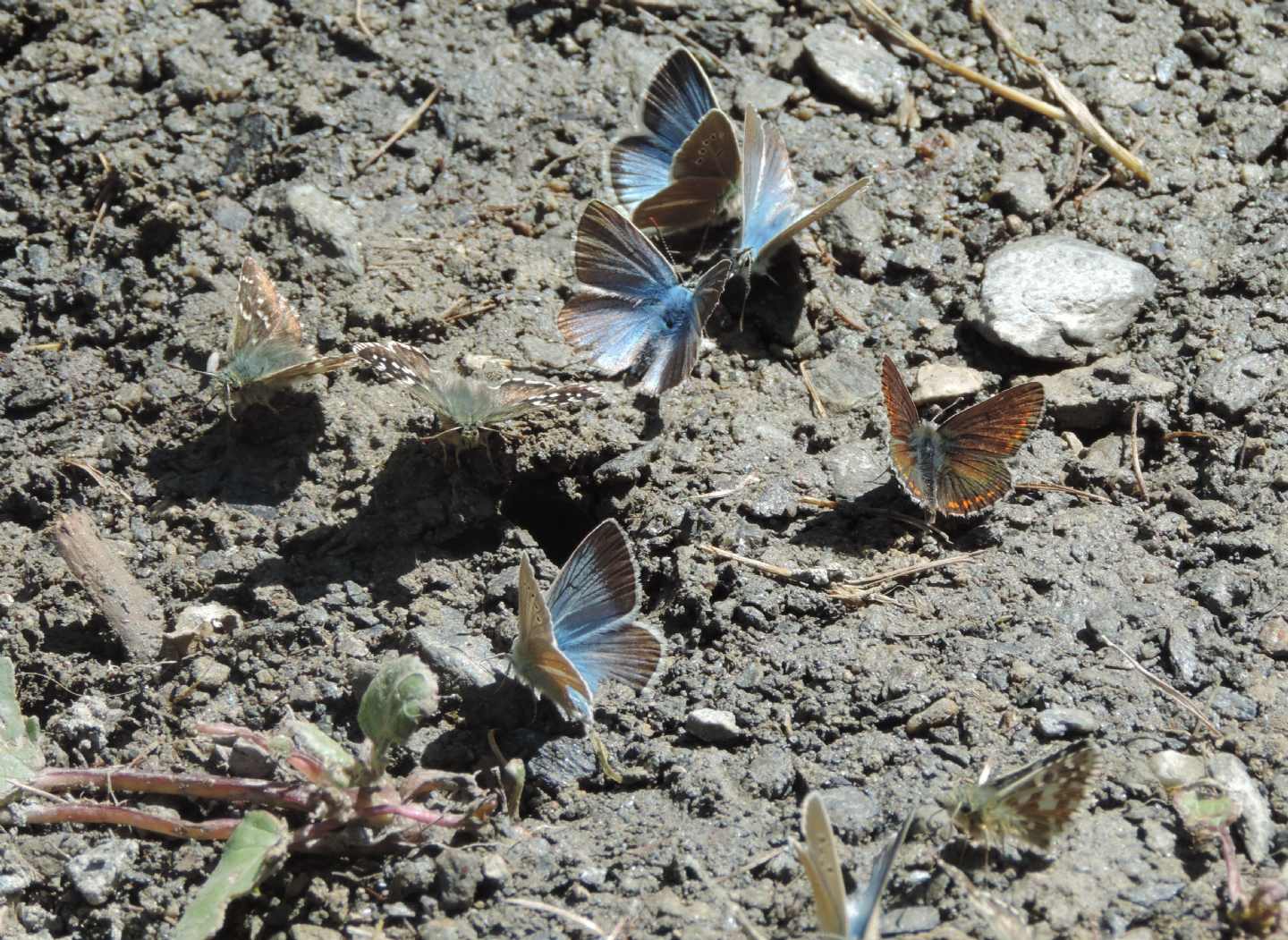 Lycaeidae:Polyommatus (damon e coridon)e Aricia allous e Hespriidae: Pyrgus cfr.carlinae
