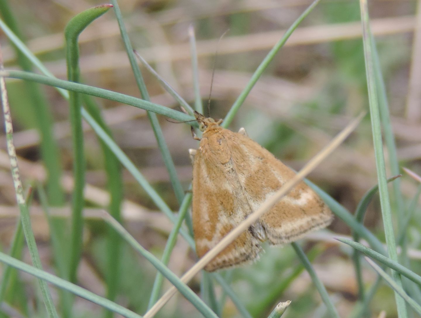 Crambidae: Pyrausta aerealis?  S !