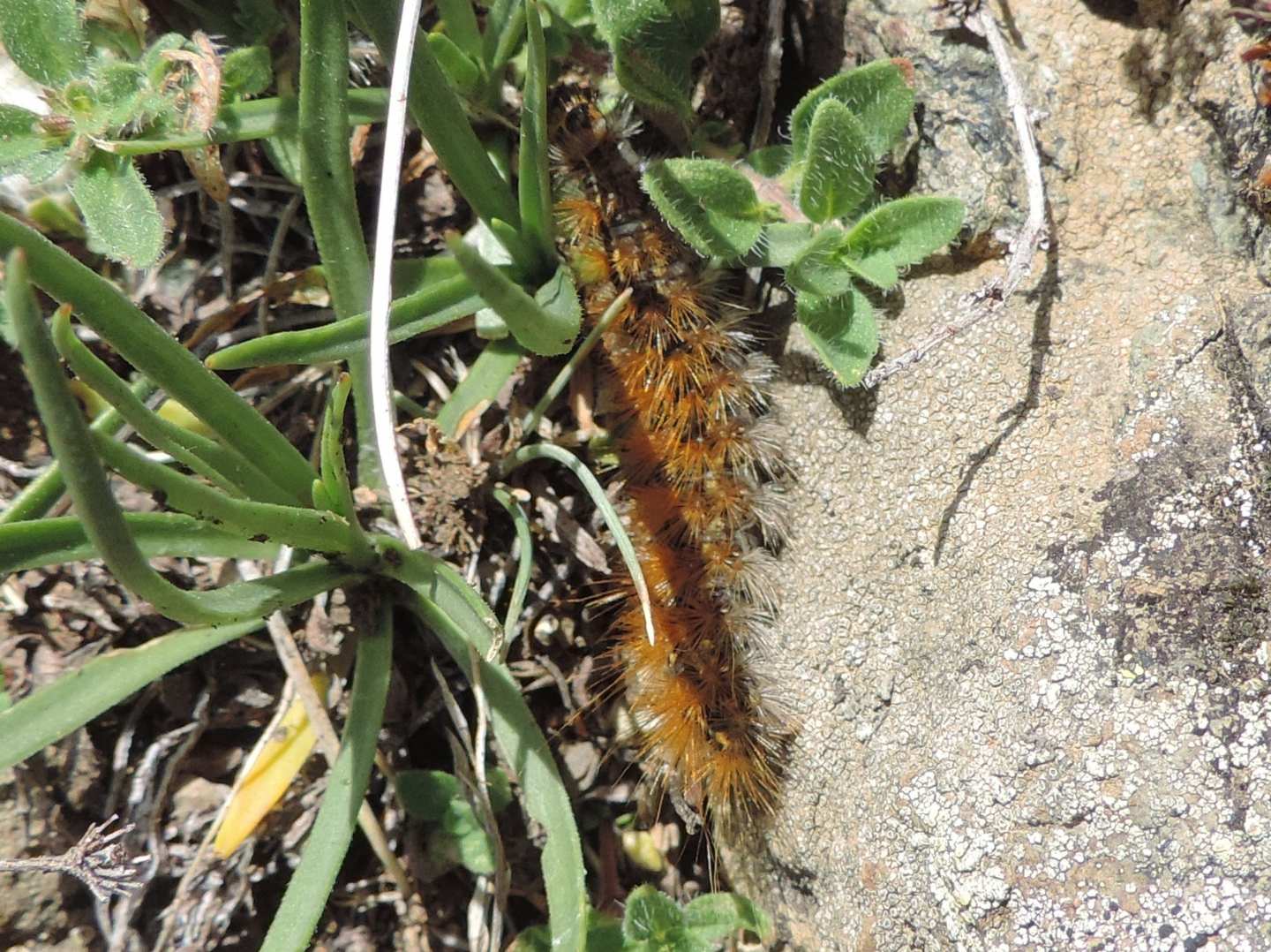 Bruco di Ocnogyna parasita (Erebidae Arctiinae)