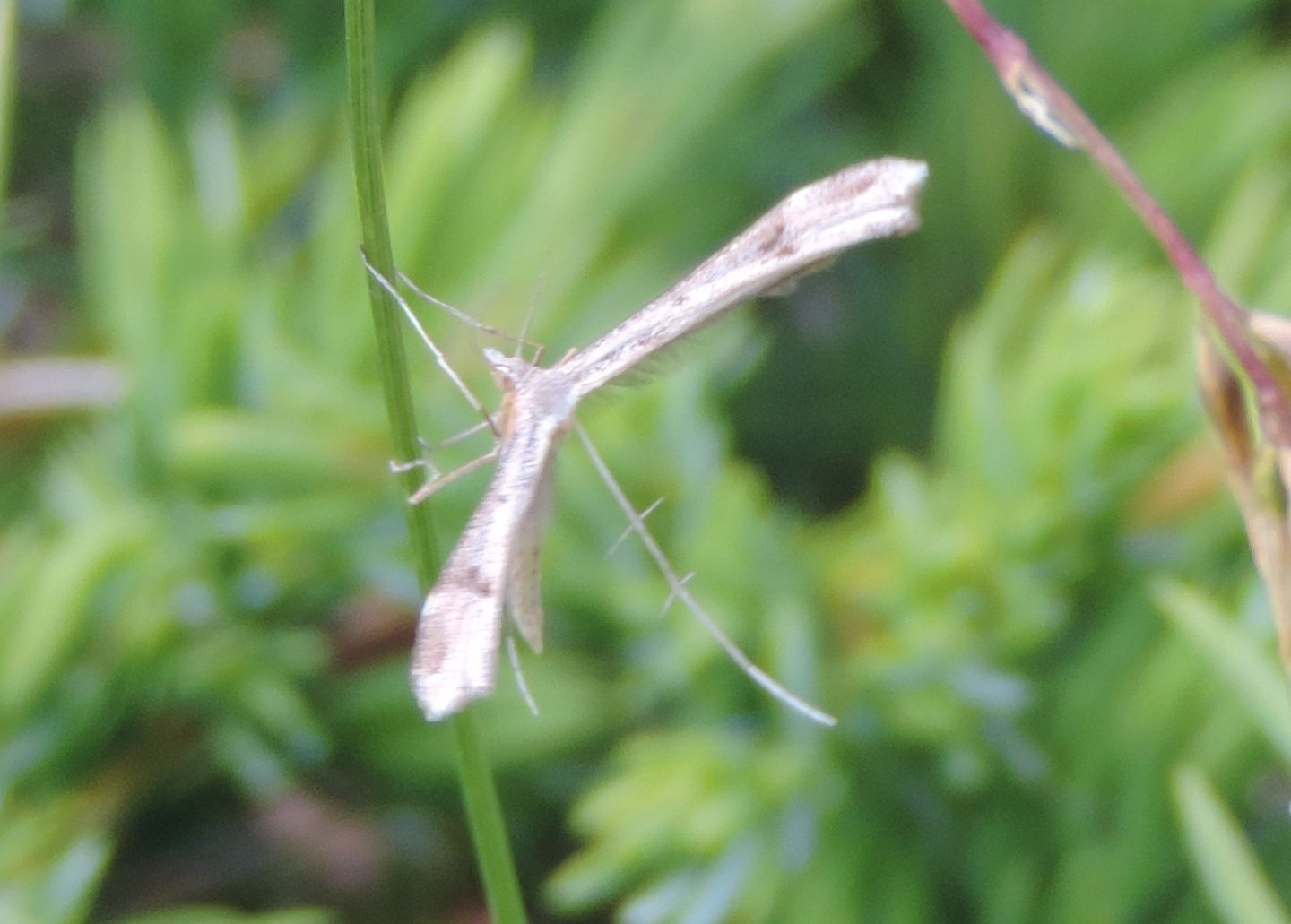 Pterophoridae:  Stenoptilia cfr. coprodactyla