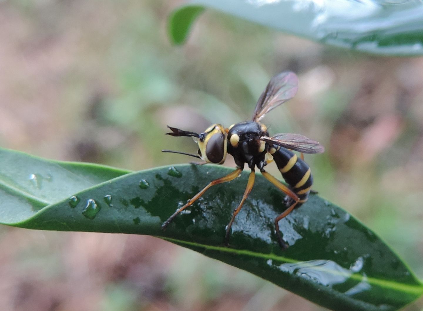 Conops scutellatus?