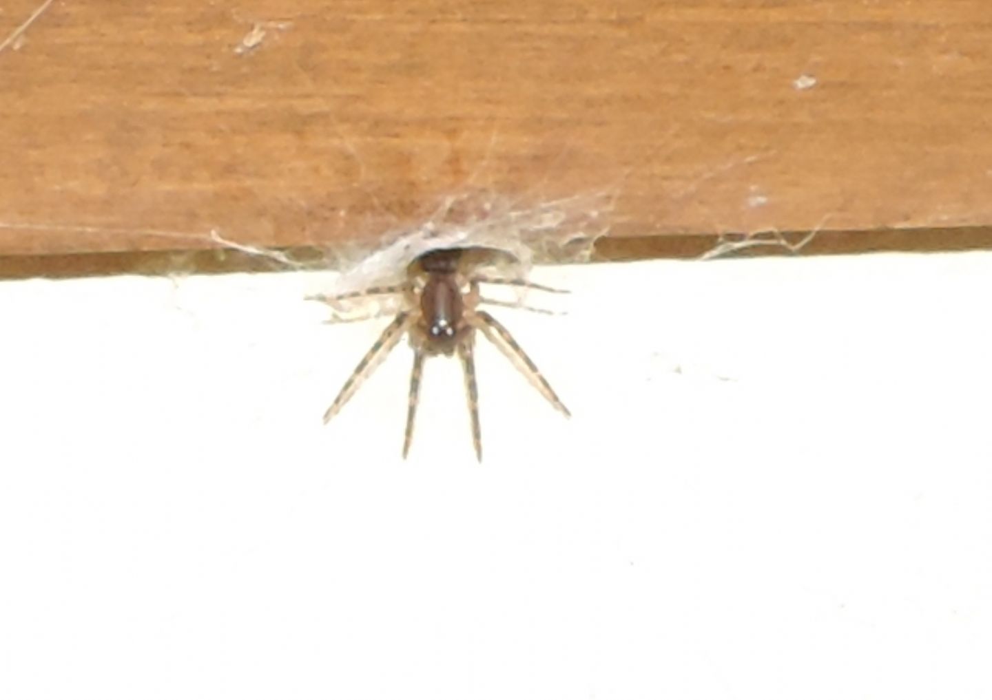 Segestria sp.  - Etxalar (Navarra - Spagna)