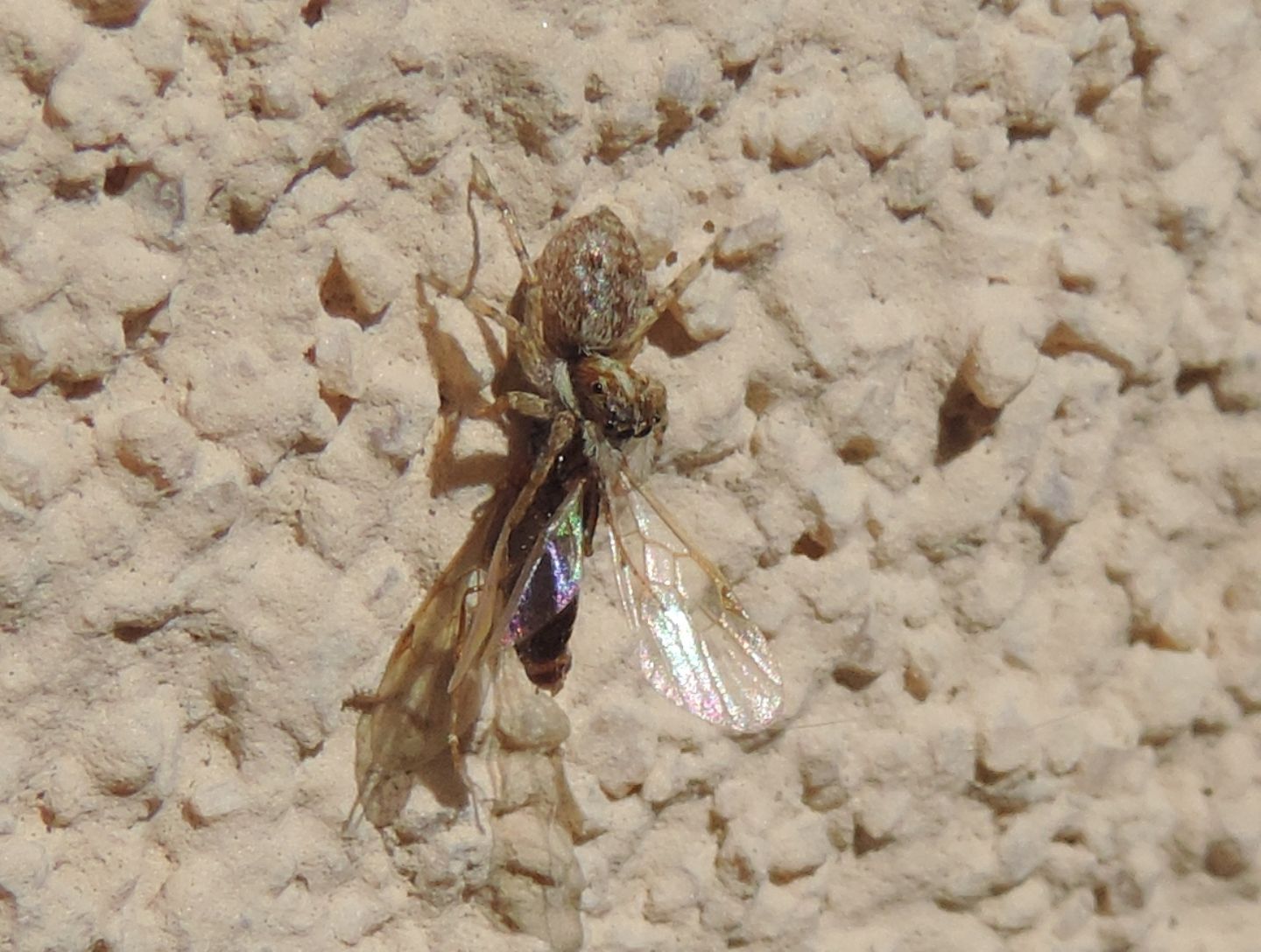 Menemerus semilimbatus, giovane - Magliano (CN)