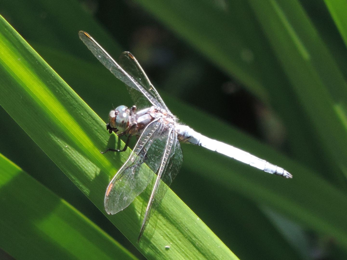 Orthetrum coerulescens anceps spagnolo