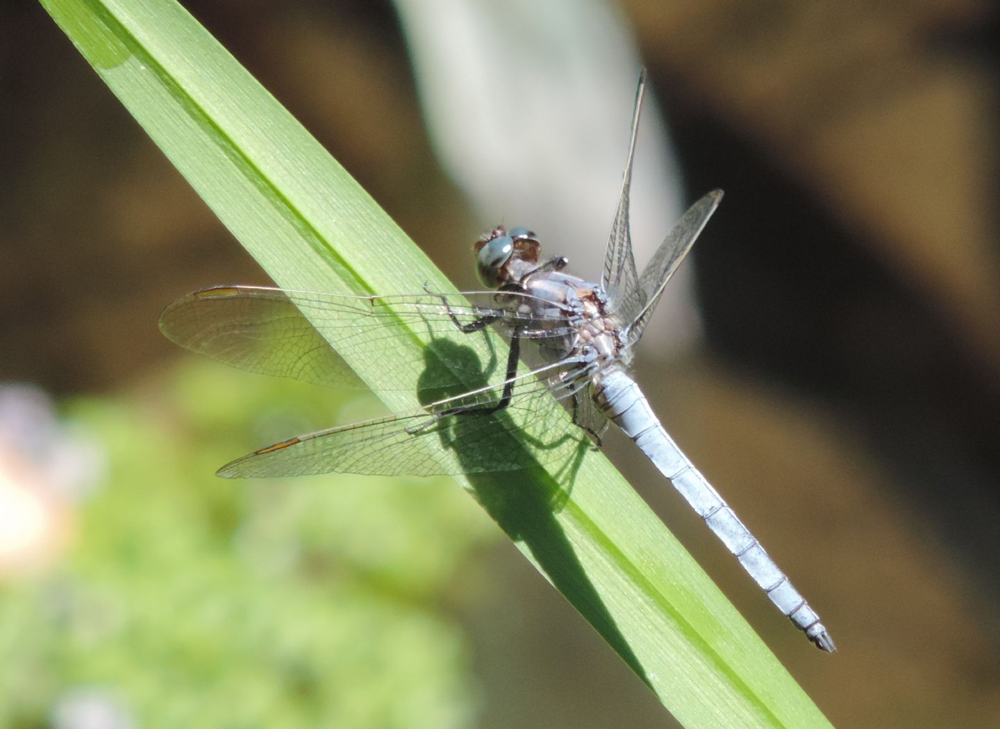 Orthetrum coerulescens anceps spagnolo