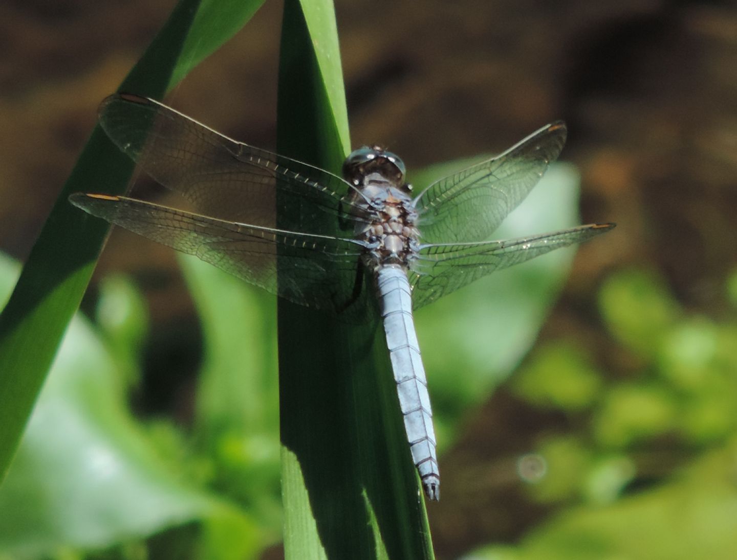 Orthetrum coerulescens anceps spagnolo