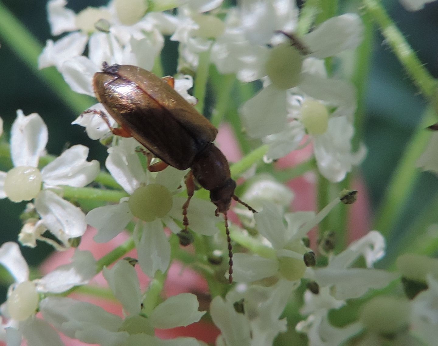 Chrysomelidae: Orsodacne cerasi