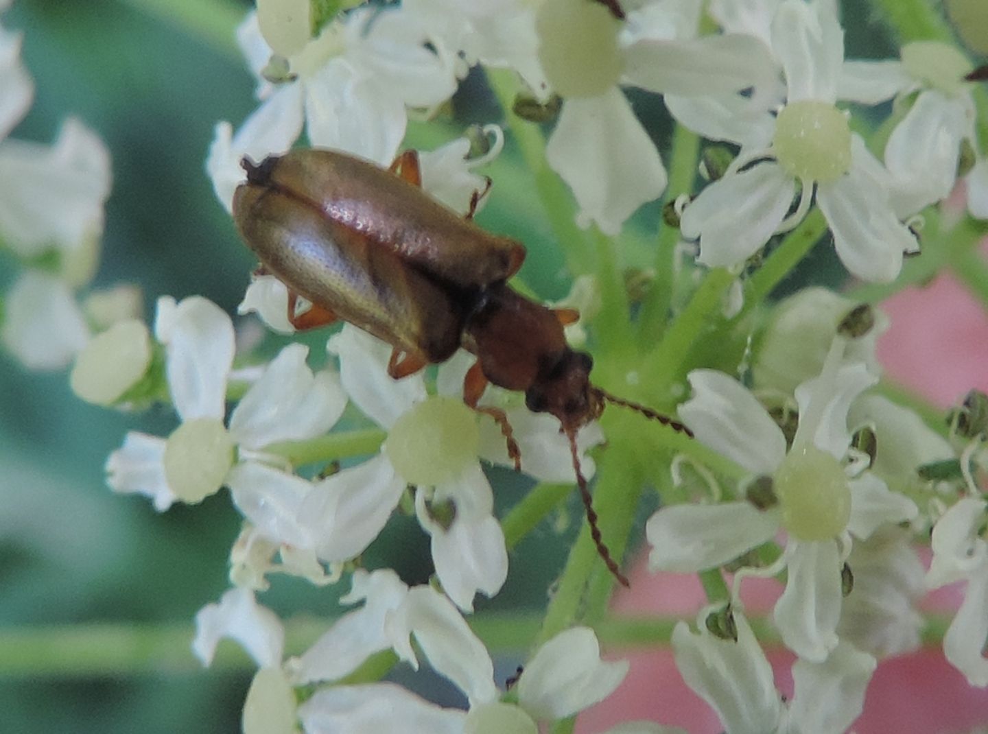 Chrysomelidae: Orsodacne cerasi