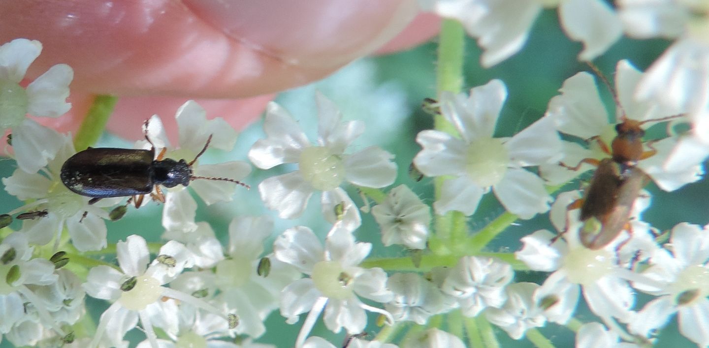 Chrysomelidae: Orsodacne cerasi