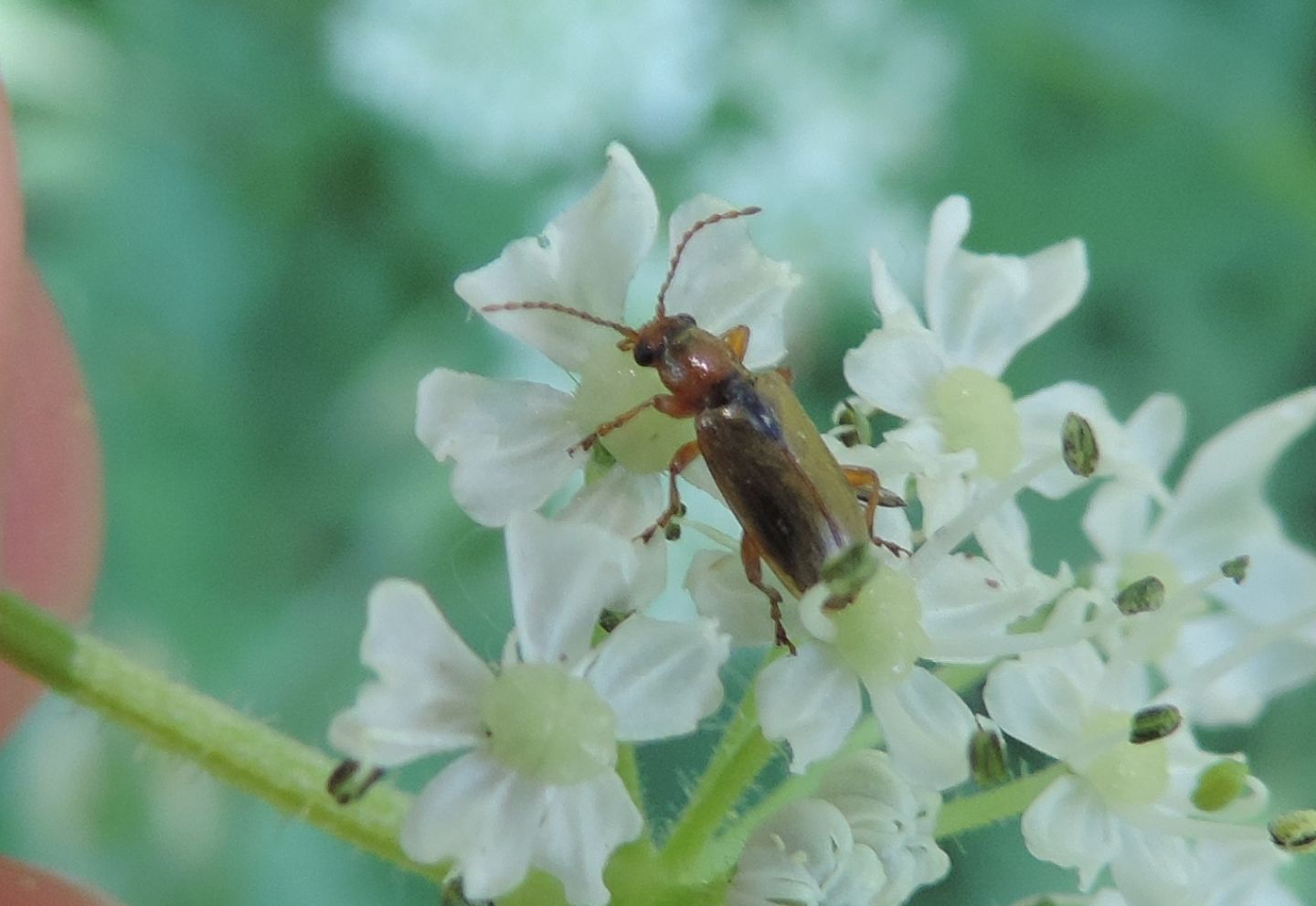 Chrysomelidae: Orsodacne cerasi