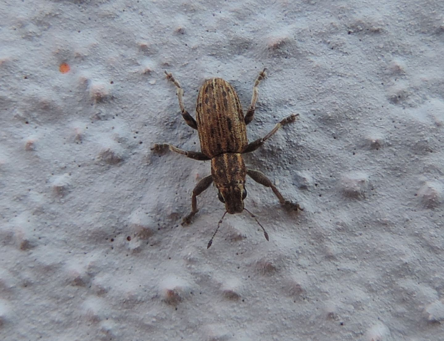Curculionidae: Sitona puncticollis? S.