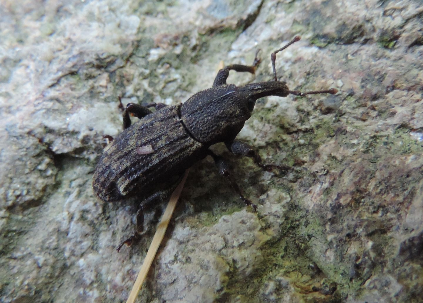 Curculionidae: Neoplinthus tigratus? S, ssp. granulatus