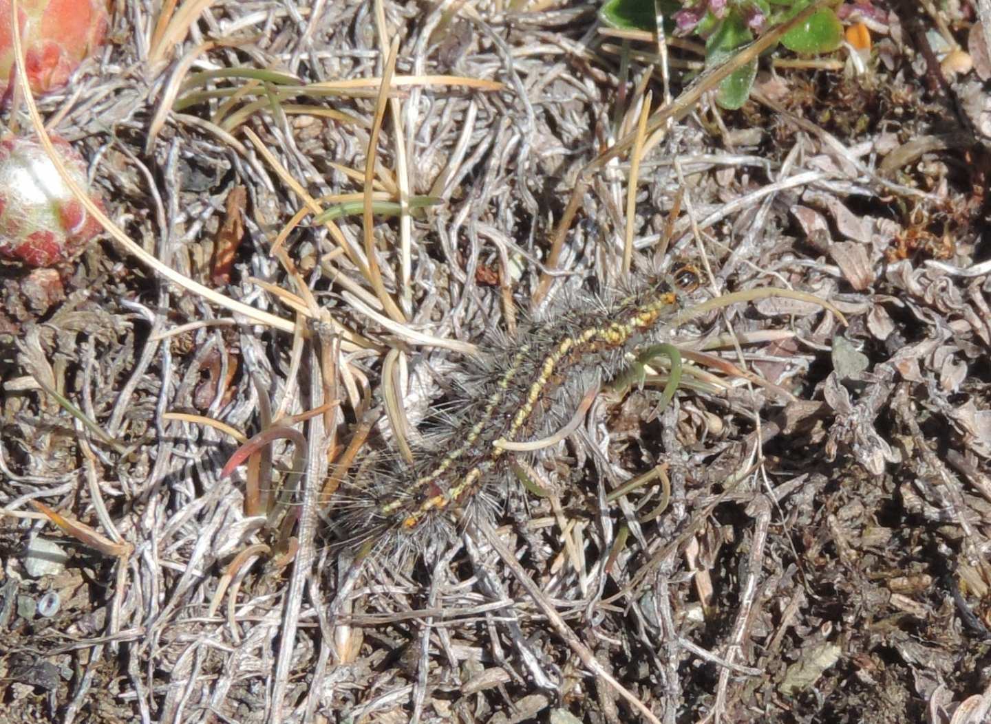 Bruco di Ocnogyna parasita (Erebidae Arctiinae)