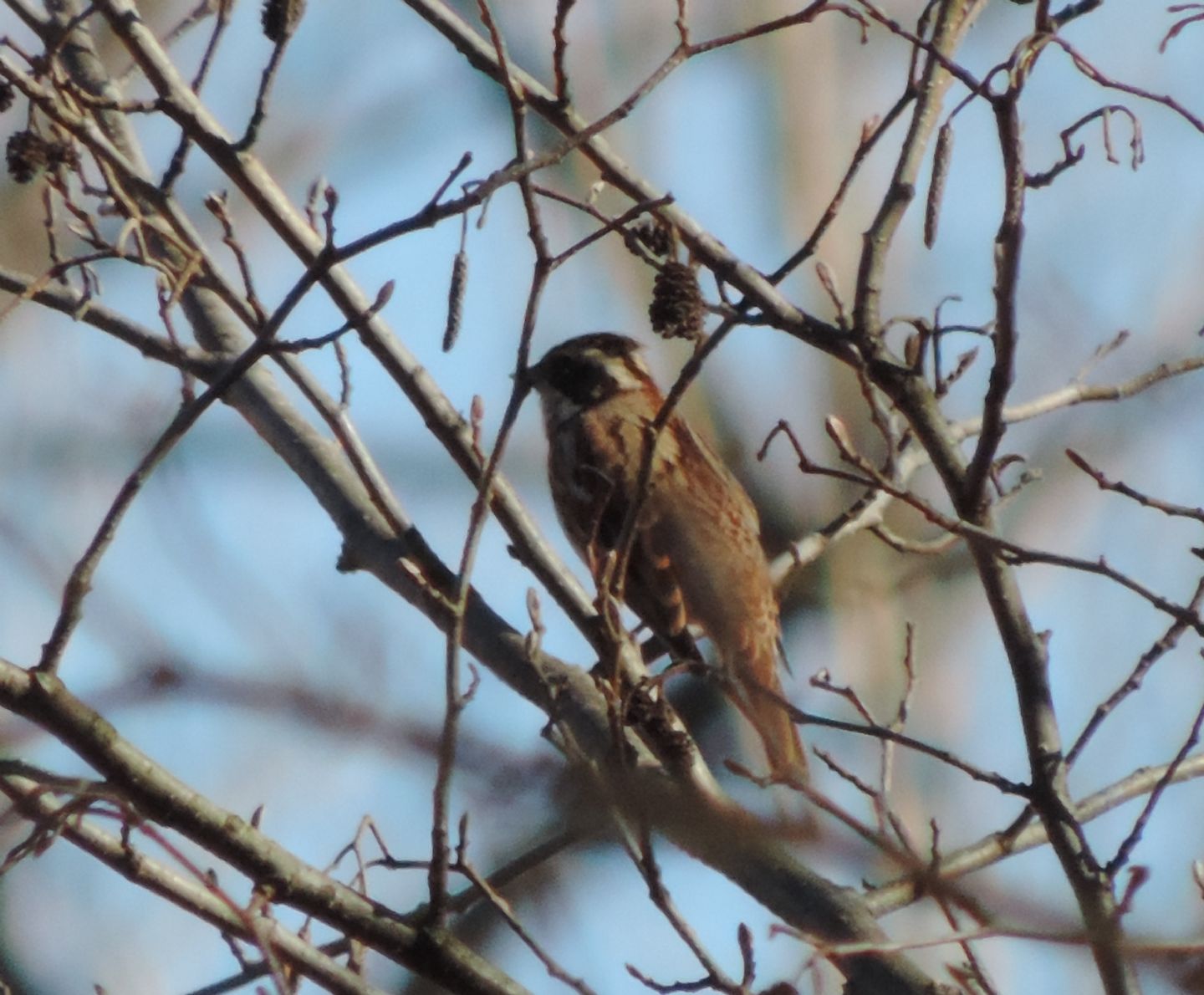 Un raro migratore: Zigolo boschereccio (Emberiza rustica)