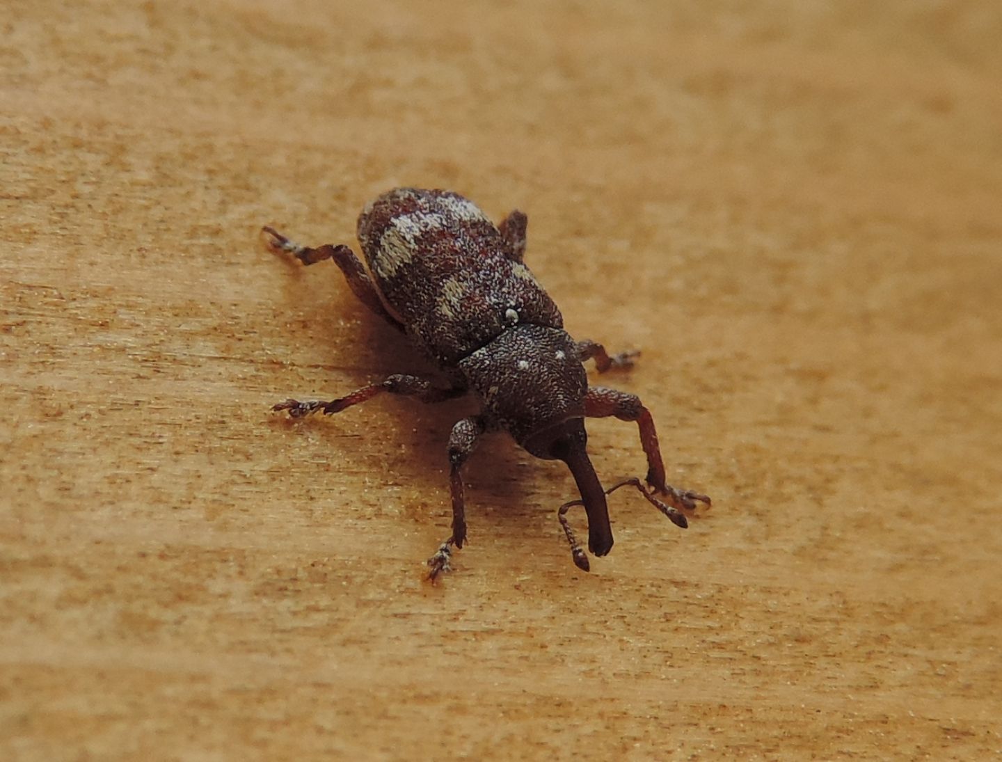 Curculionidae: Pissodes castaneus? Sì, a confronto con P. validirostris