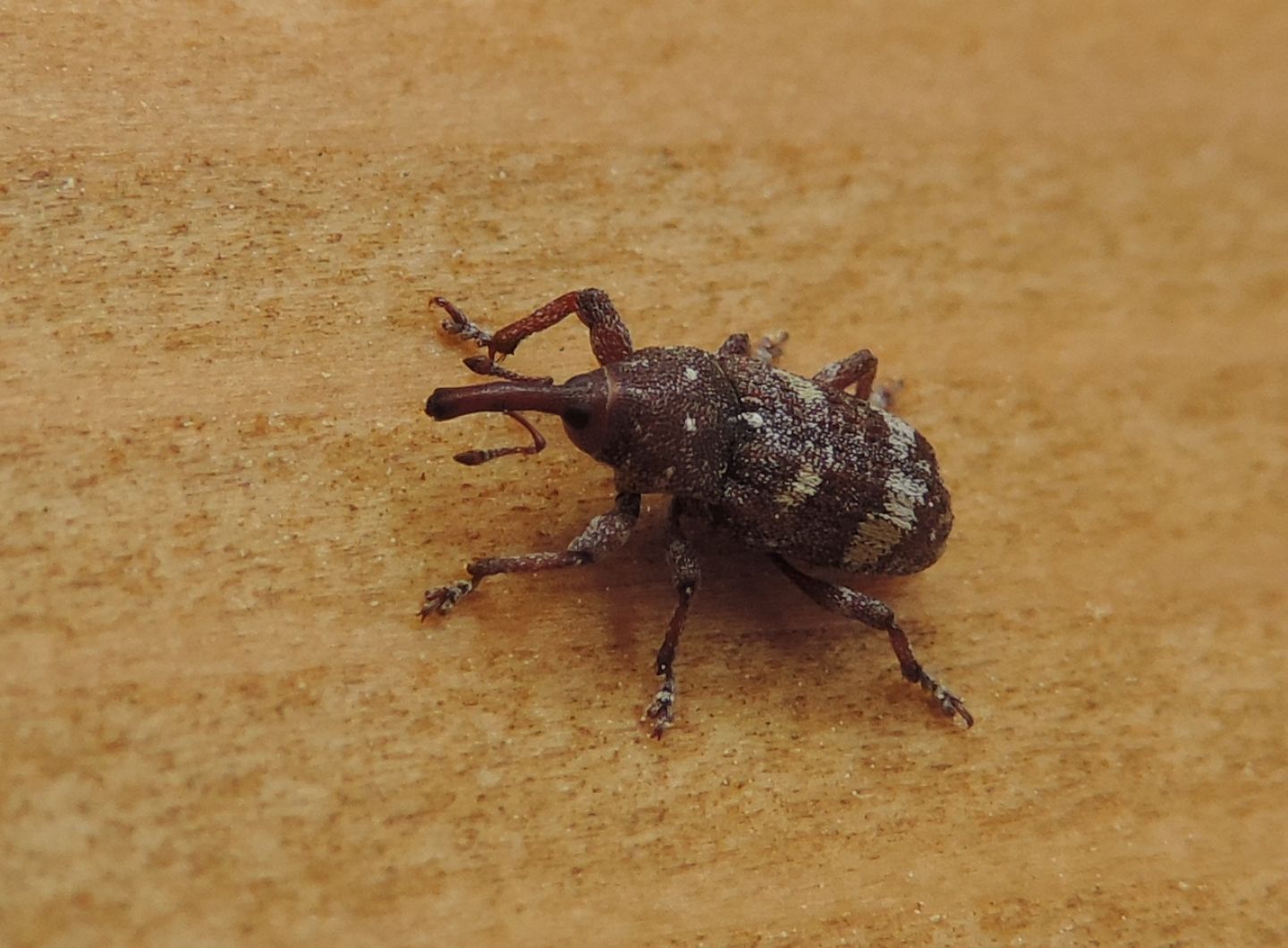 Curculionidae: Pissodes castaneus? Sì, a confronto con P. validirostris