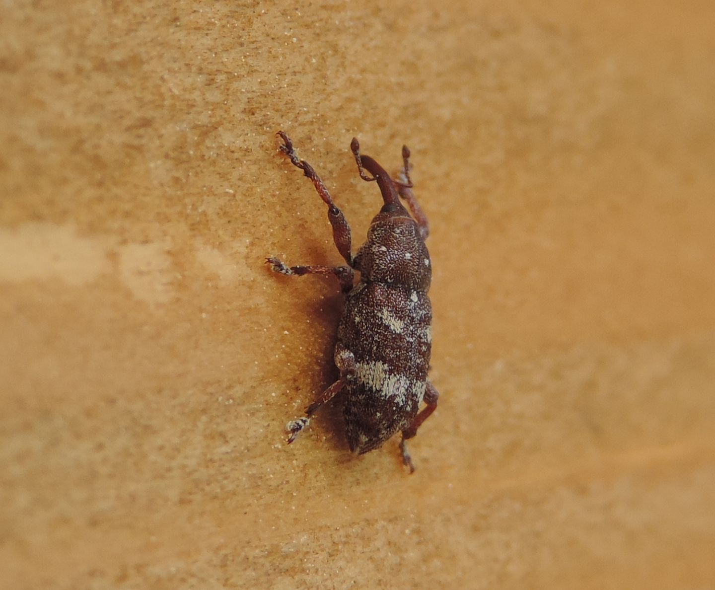 Curculionidae: Pissodes castaneus? Sì, a confronto con P. validirostris