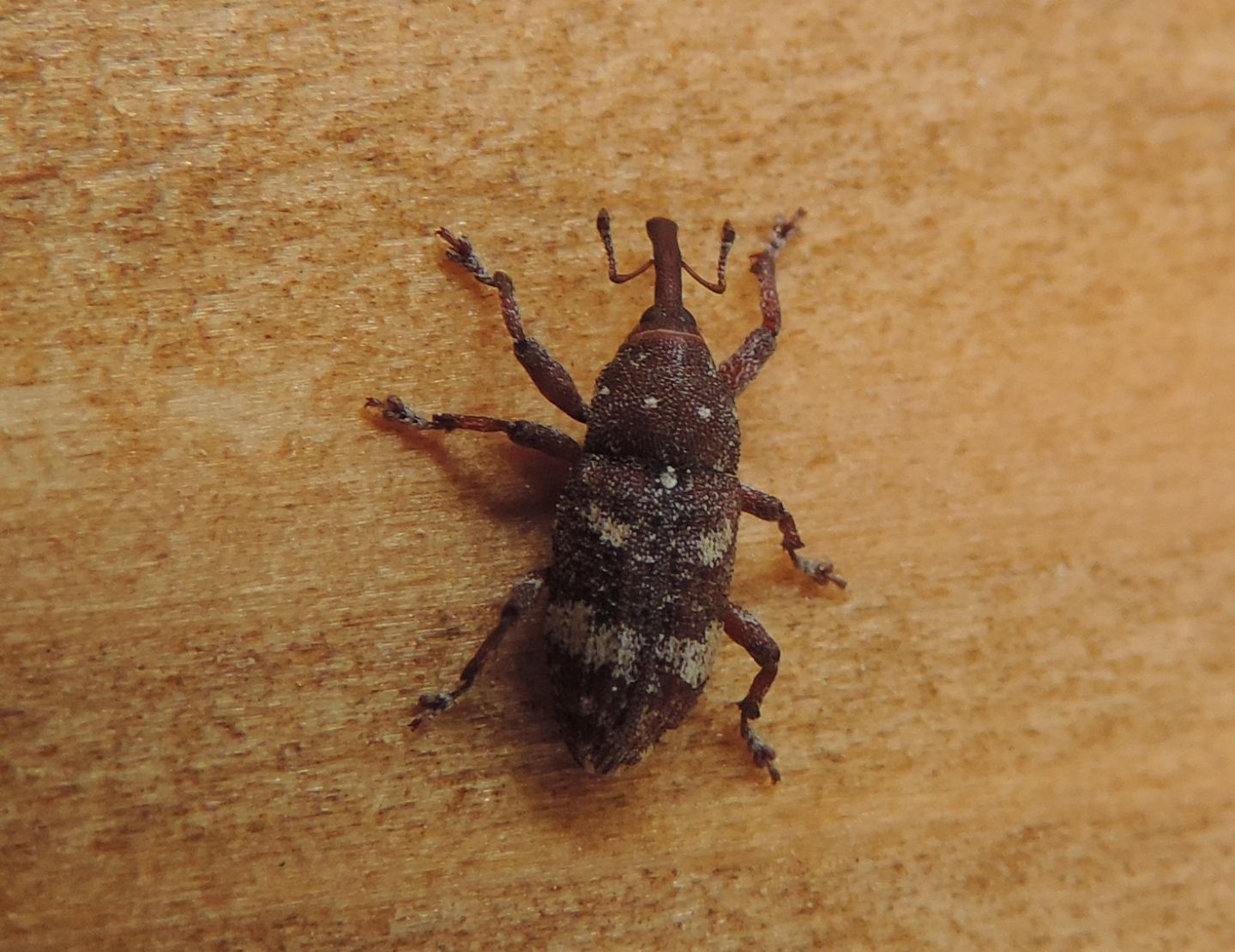 Curculionidae: Pissodes castaneus? Sì, a confronto con P. validirostris