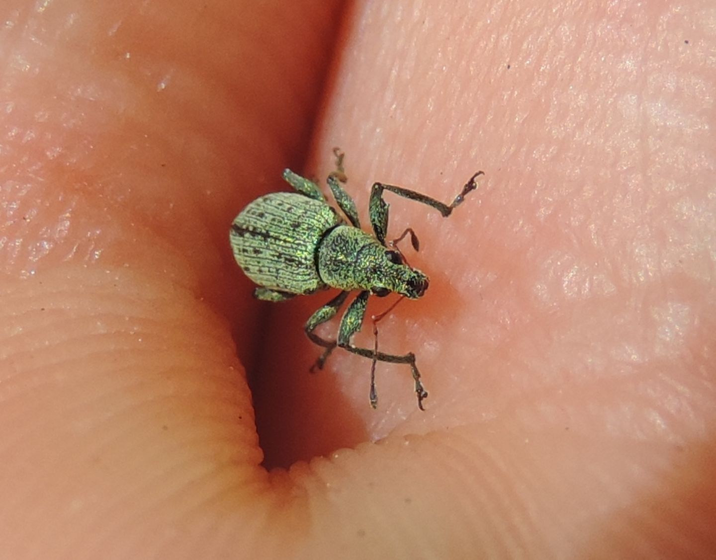 Curculionidae: Phyllobius?  No, Polydrusus cervinus