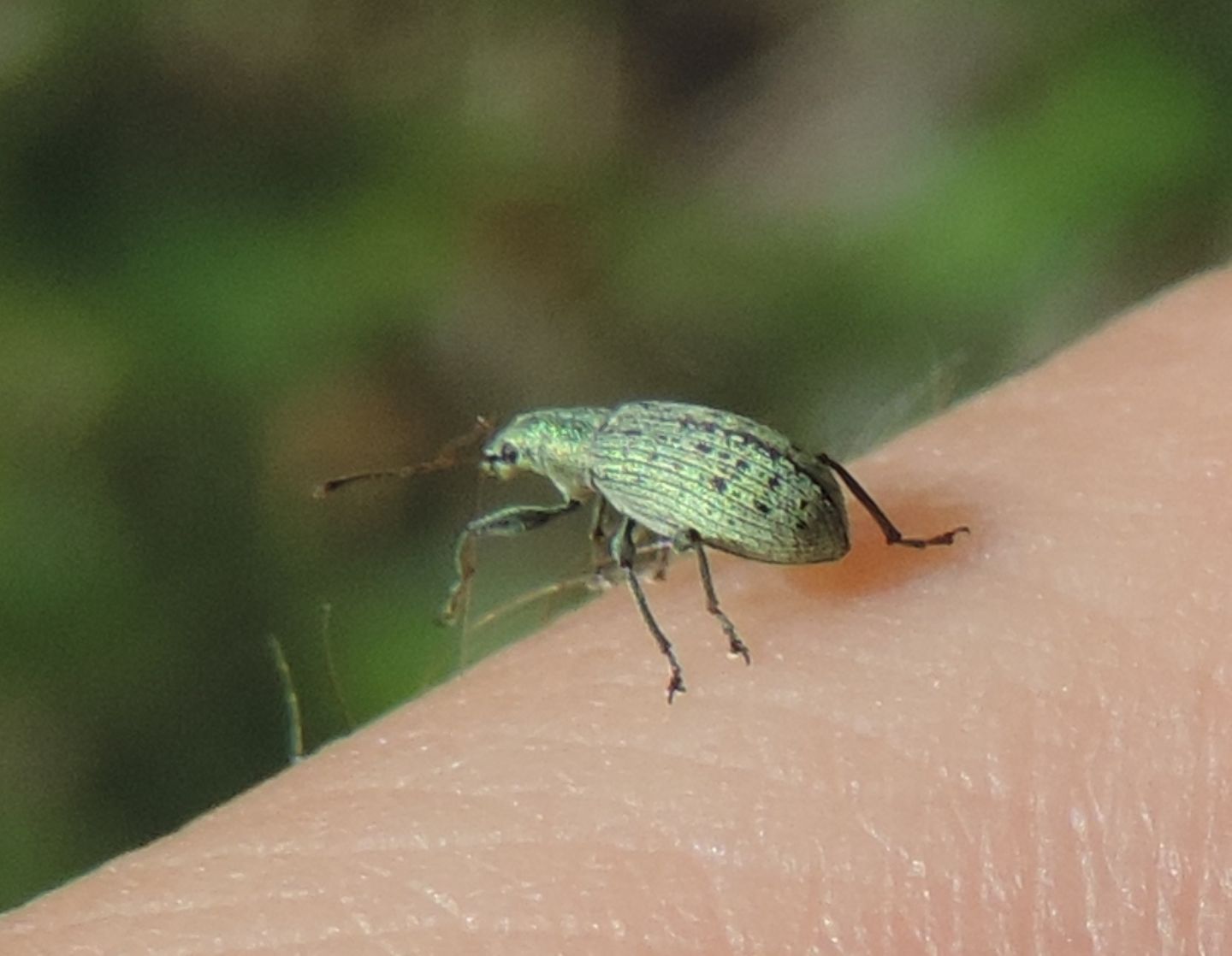 Curculionidae: Phyllobius?  No, Polydrusus cervinus