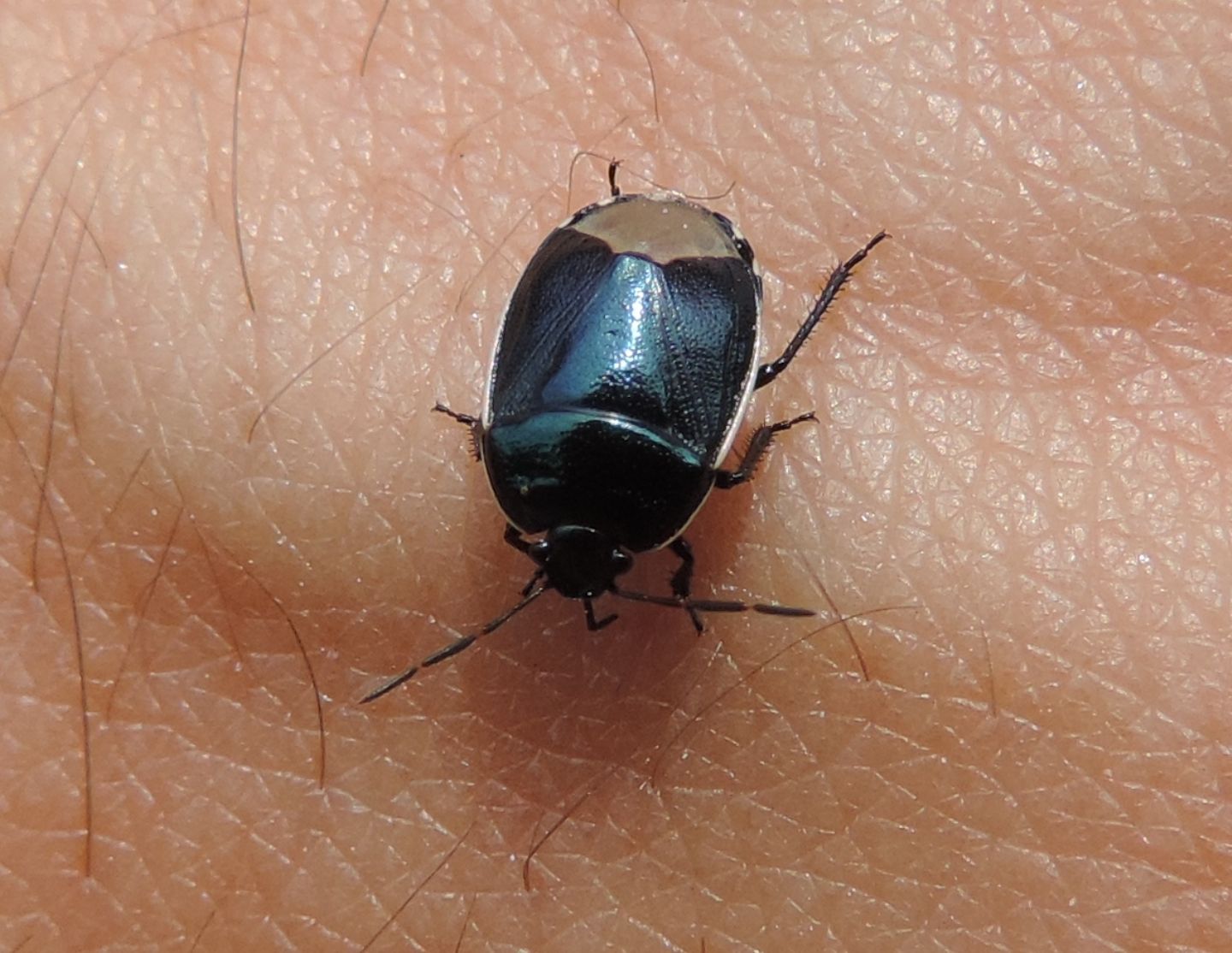 Canthophorus dubius?