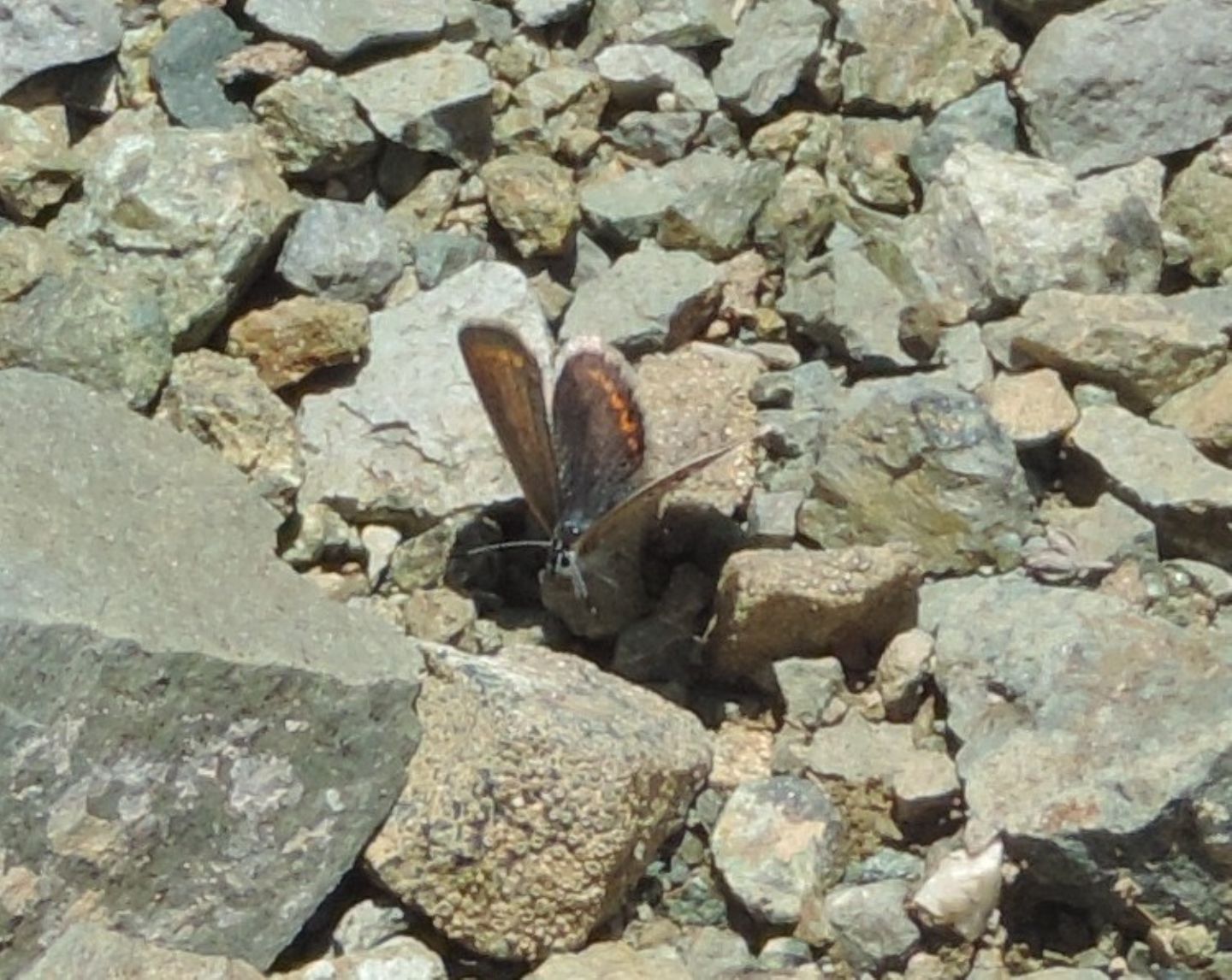 Plebejus?  S, Plebejus argus, femmina