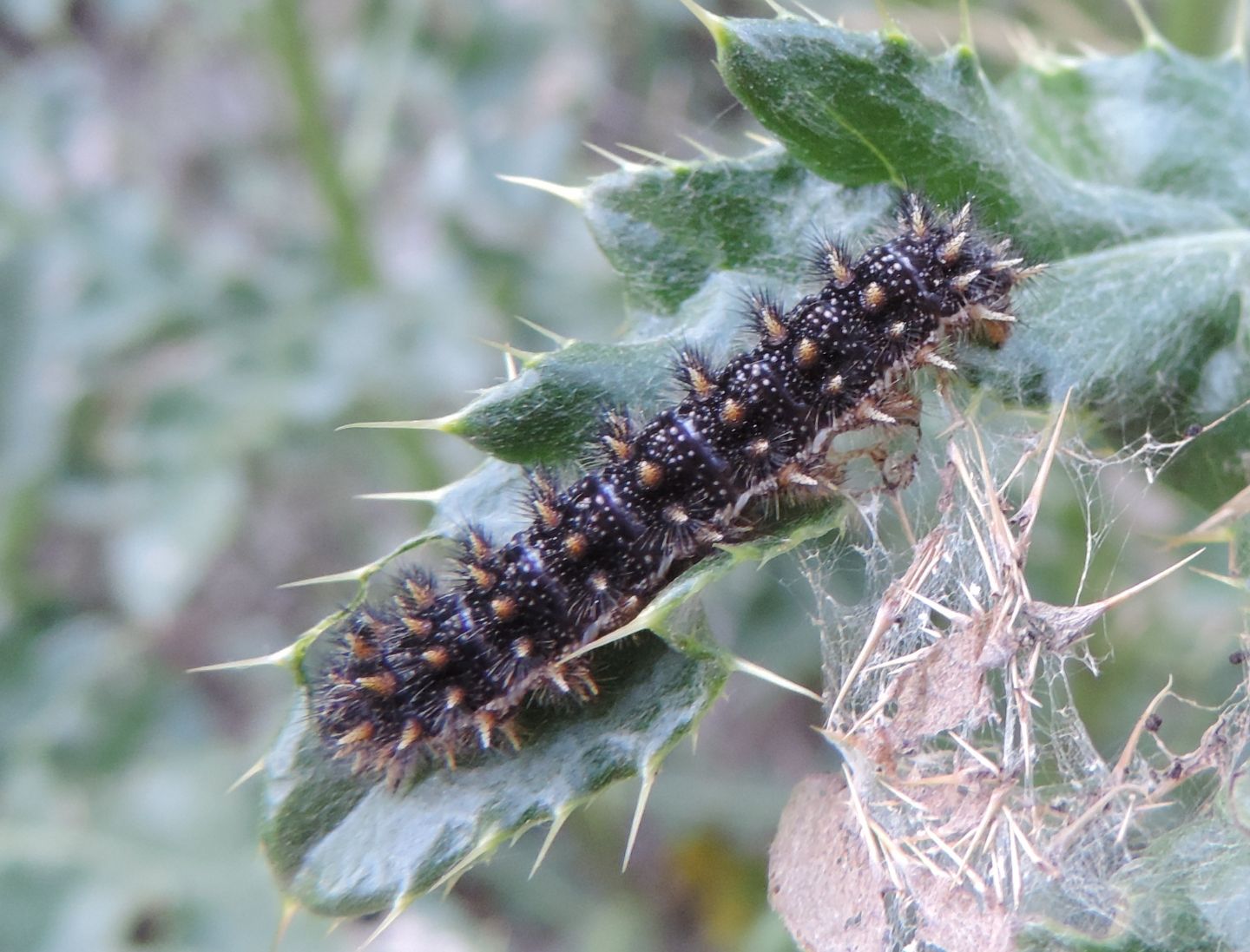 Bruco di Melitaea phoebe (Nymphalidae)