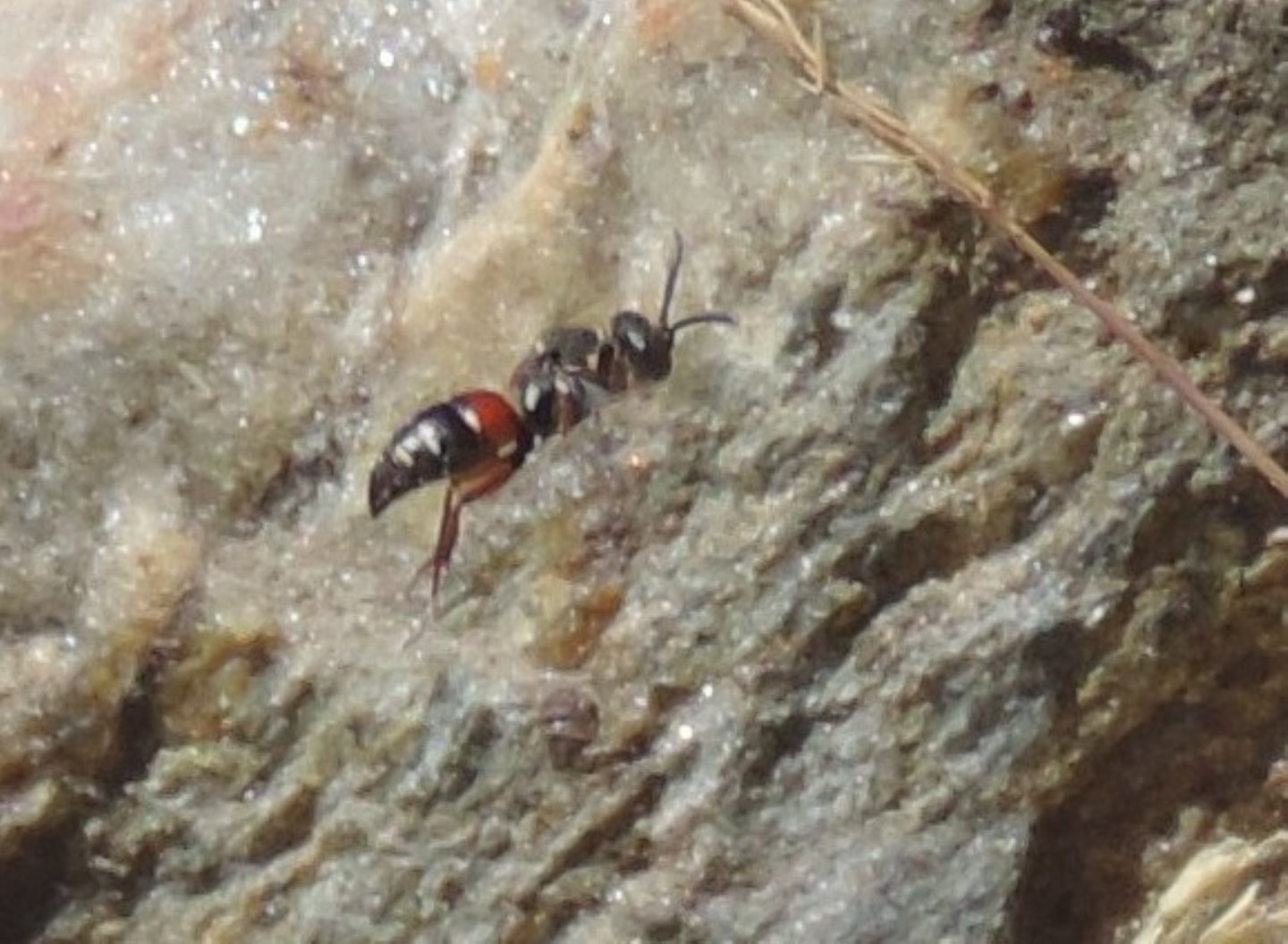 vicino della Bembix, Oxybelus? No, Nysson sp. in perlustrazione