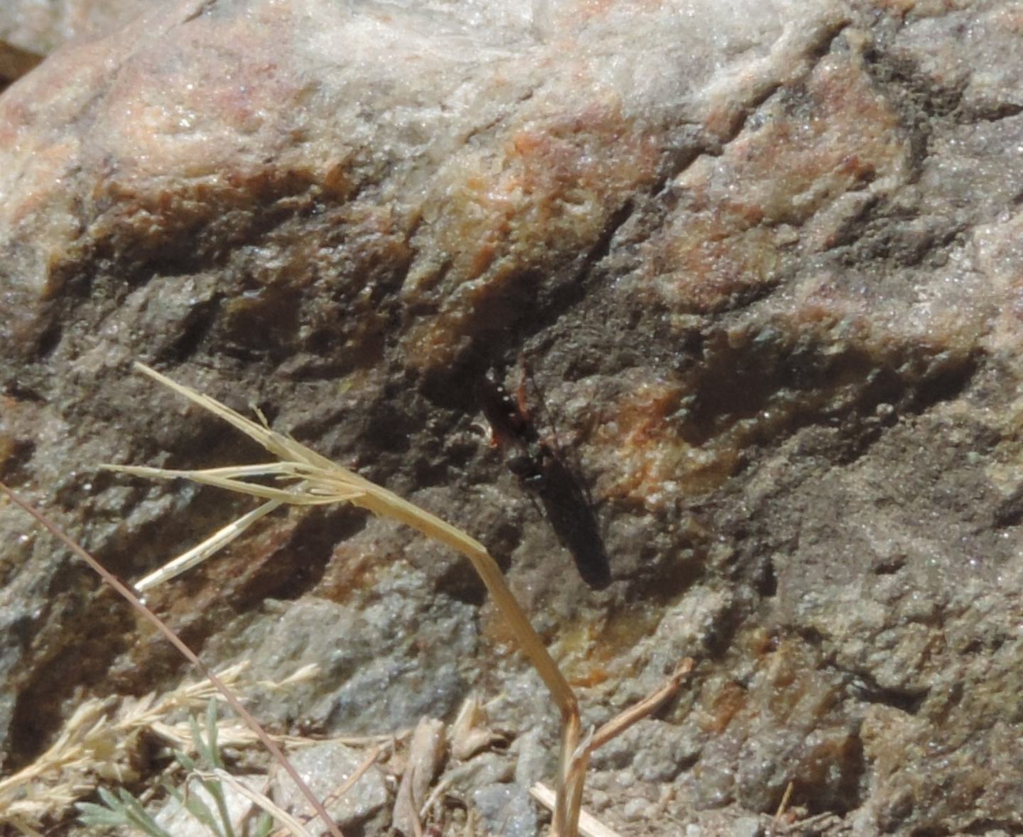 vicino della Bembix, Oxybelus? No, Nysson sp. in perlustrazione