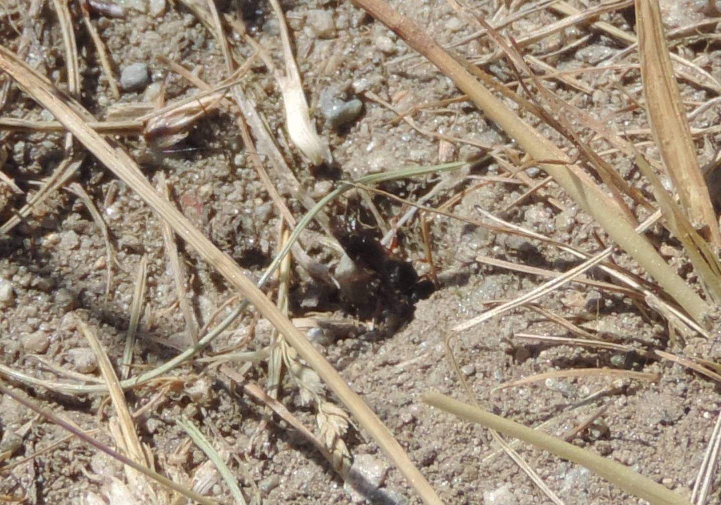 vicino della Bembix, Oxybelus? No, Nysson sp. in perlustrazione