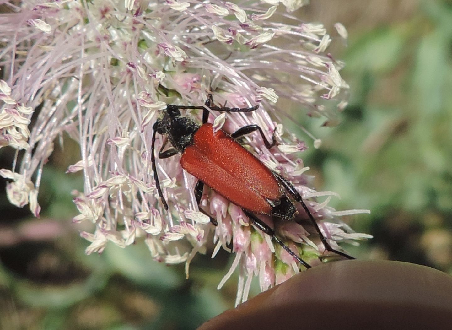 Cerambycidae: Anastrangalia sanguinolenta?  S, femmina
