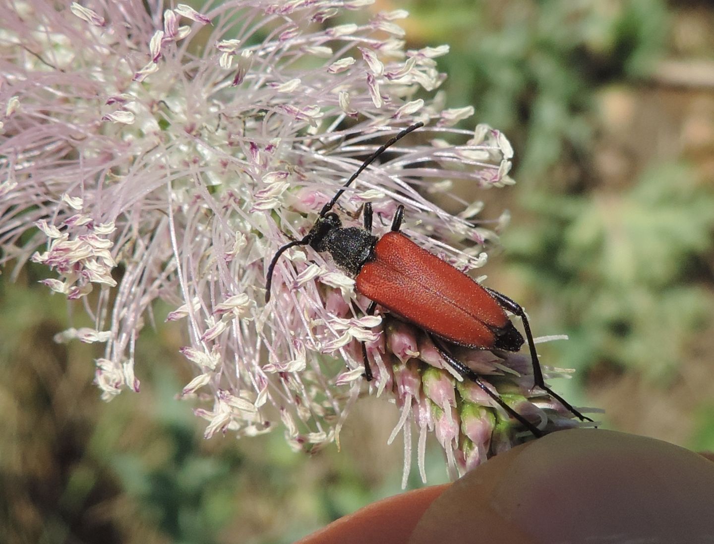 Cerambycidae: Anastrangalia sanguinolenta?  S, femmina